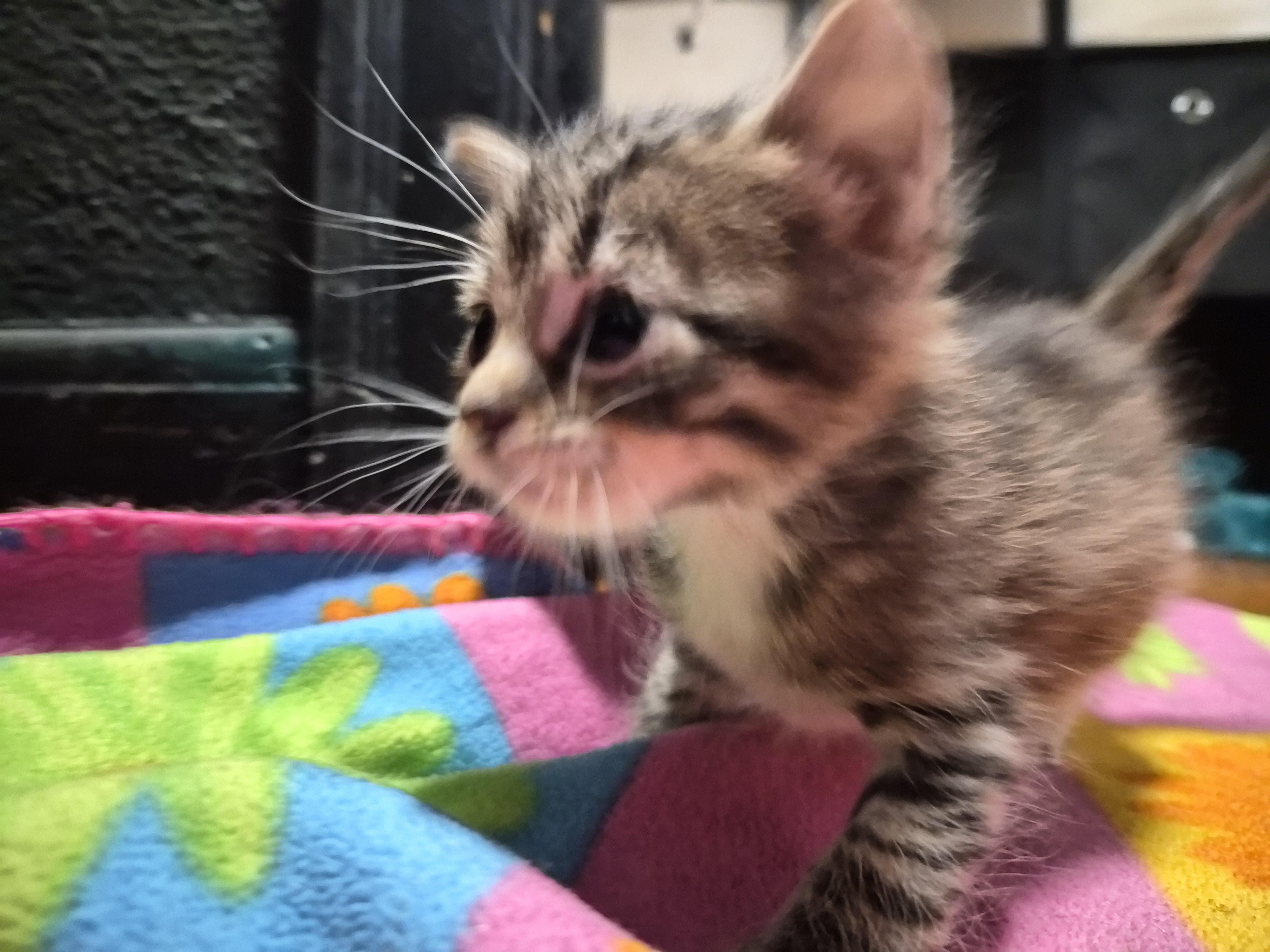 Enlarge Mysti, a Adoptable Domestic Short Hair in Waverly, IA image 3/3