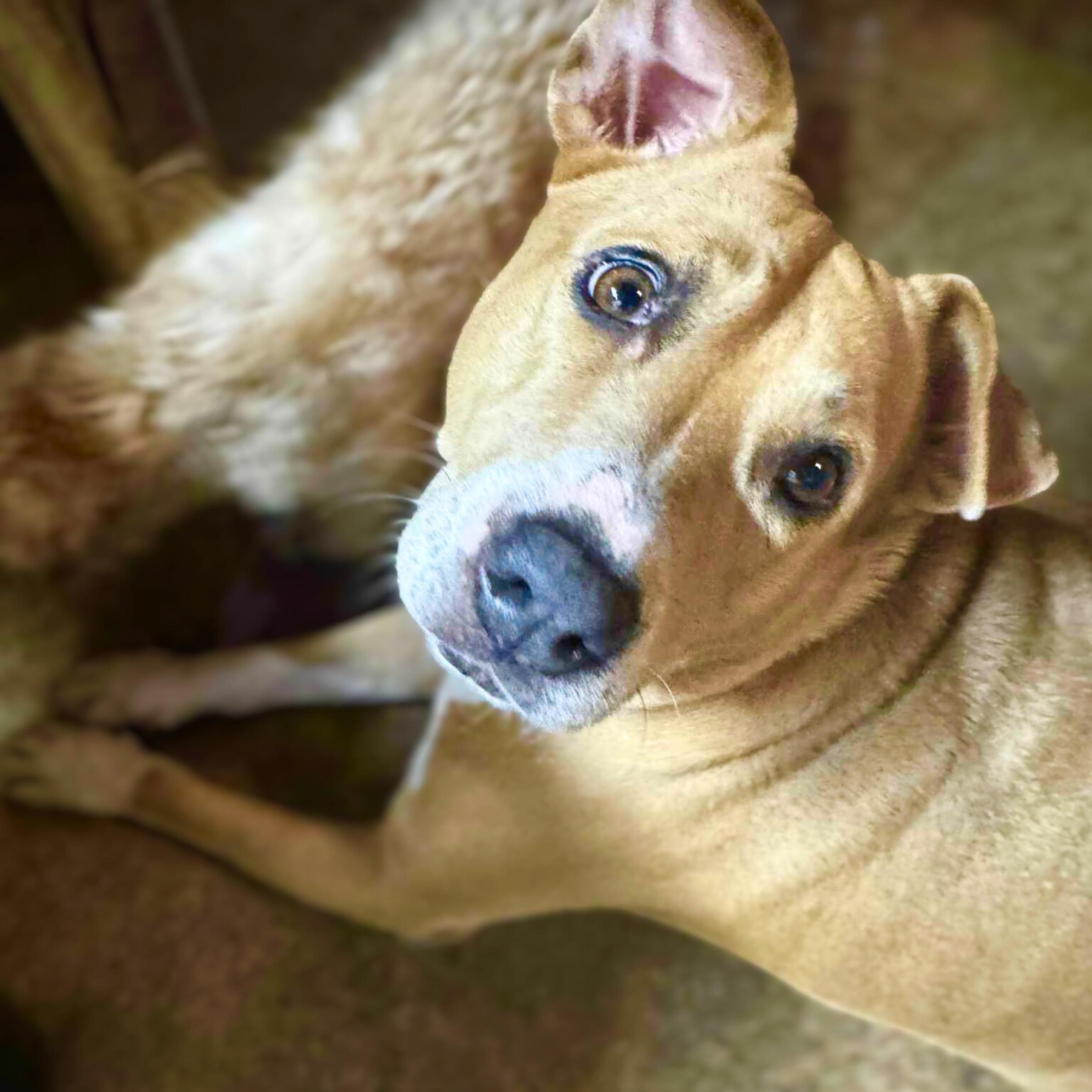 Enlarge Pillow, a Adoptable mixed breed in Alpine, NJ image 2/6