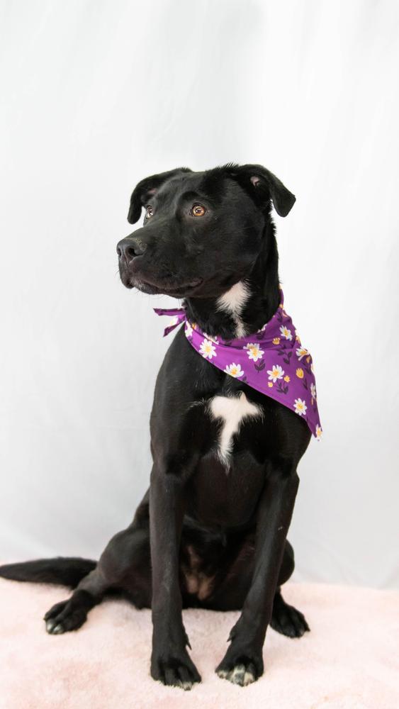 Indigo, Adoptable, Puppy Female Labrador Retriever & Pit Bull Terrier.