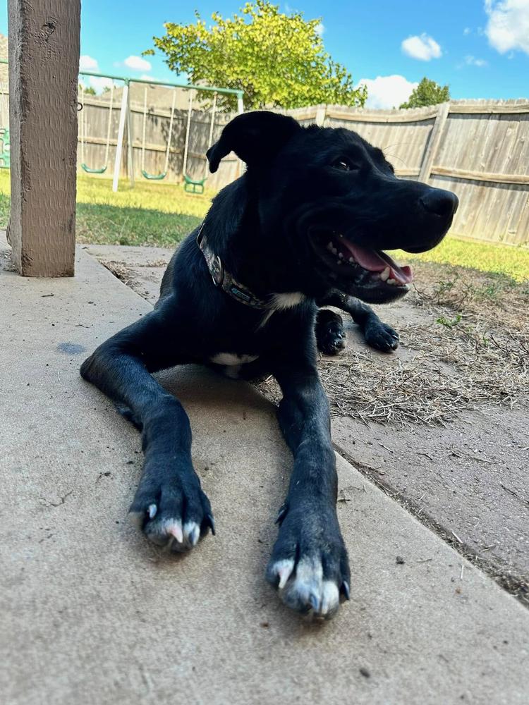 Enlarge Indigo, a Adoptable mixed breed in TULSA, OK image 2/6