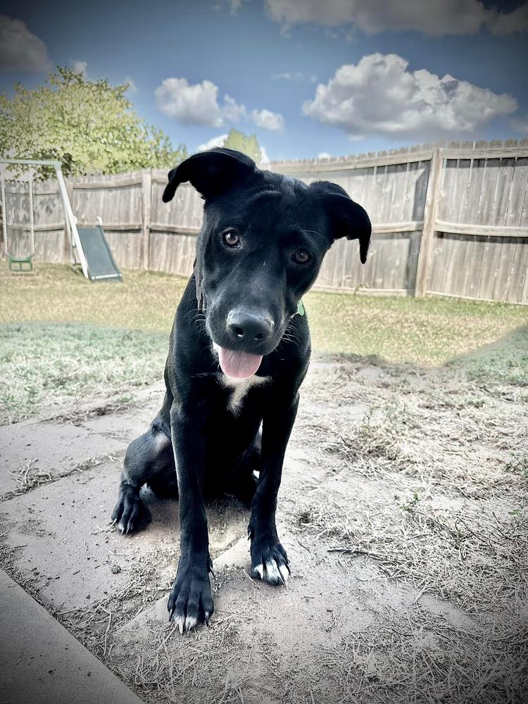 Enlarge Indigo, a Adoptable mixed breed in TULSA, OK image 3/6
