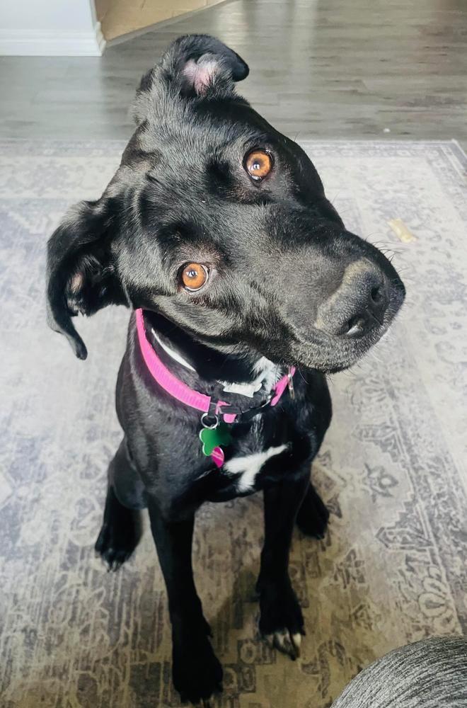 Enlarge Indigo, a Adoptable mixed breed in TULSA, OK image 4/6