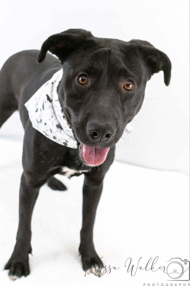 Enlarge Indigo, a Adoptable mixed breed in TULSA, OK image 5/6