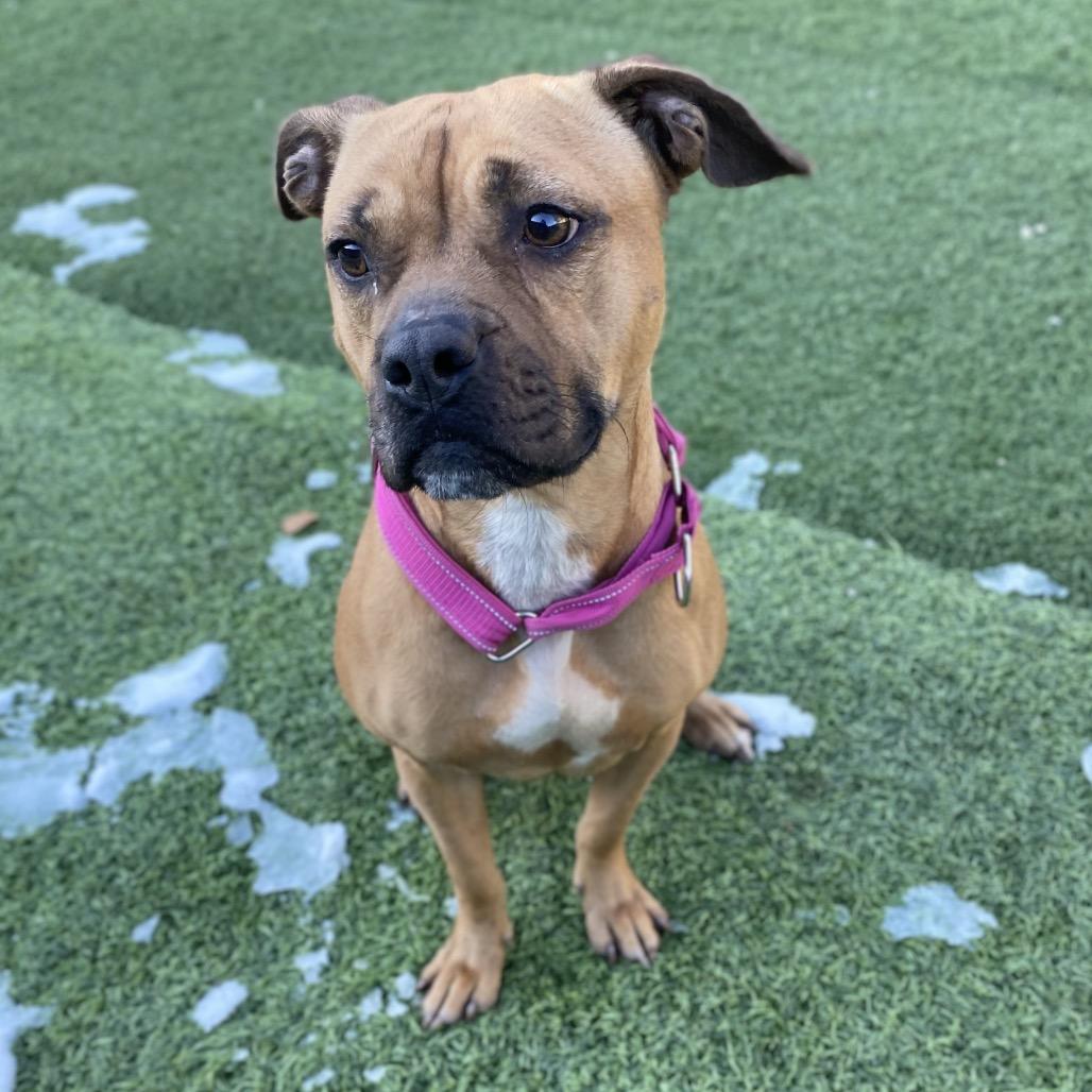 Carol, Adoptable, Adult Female Mixed Breed.