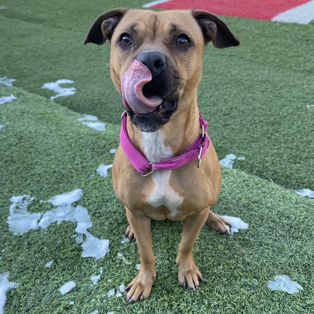 Enlarge Carol, a Adoptable Mixed Breed in Batavia, OH image 2/4