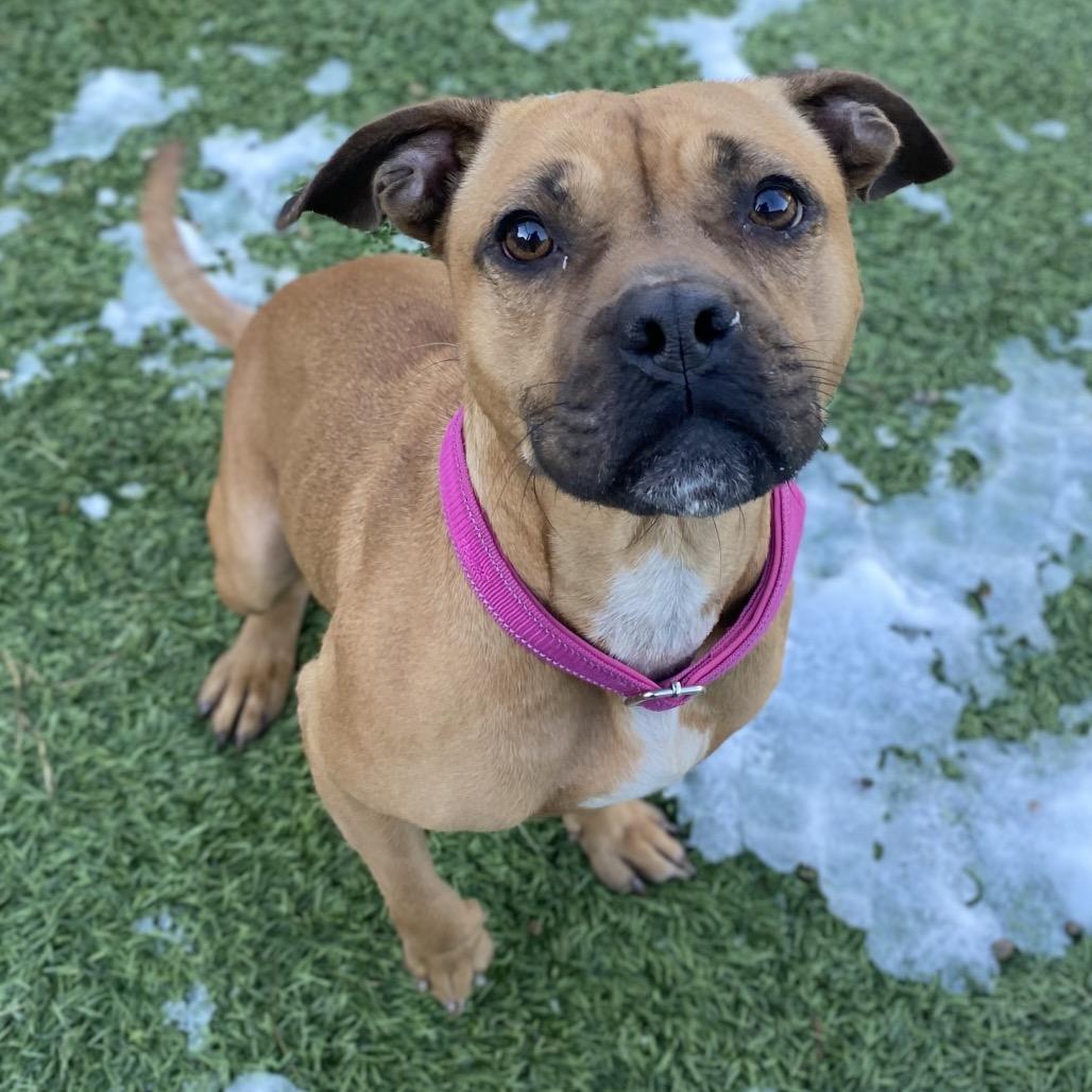 Enlarge Carol, a Adoptable Mixed Breed in Batavia, OH image 3/4