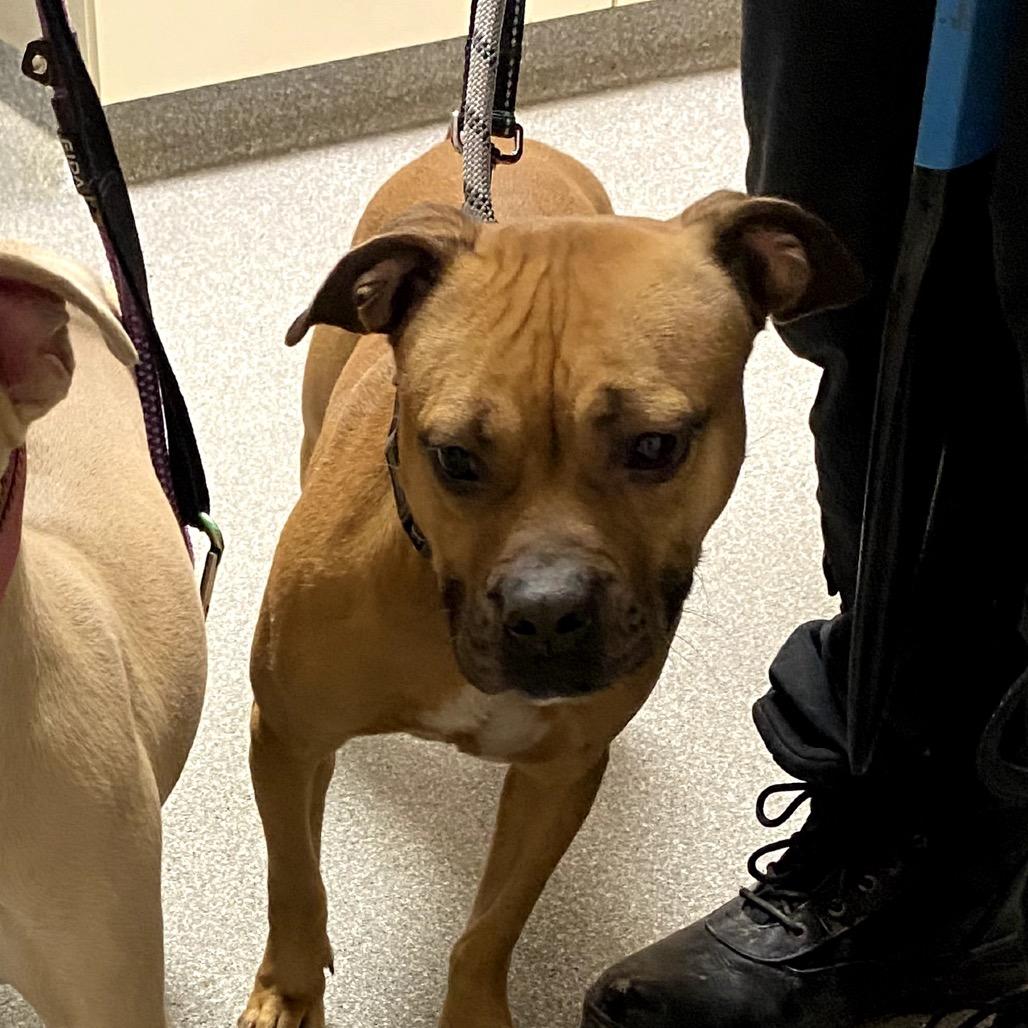 Enlarge Carol, a Adoptable Mixed Breed in Batavia, OH image 4/4