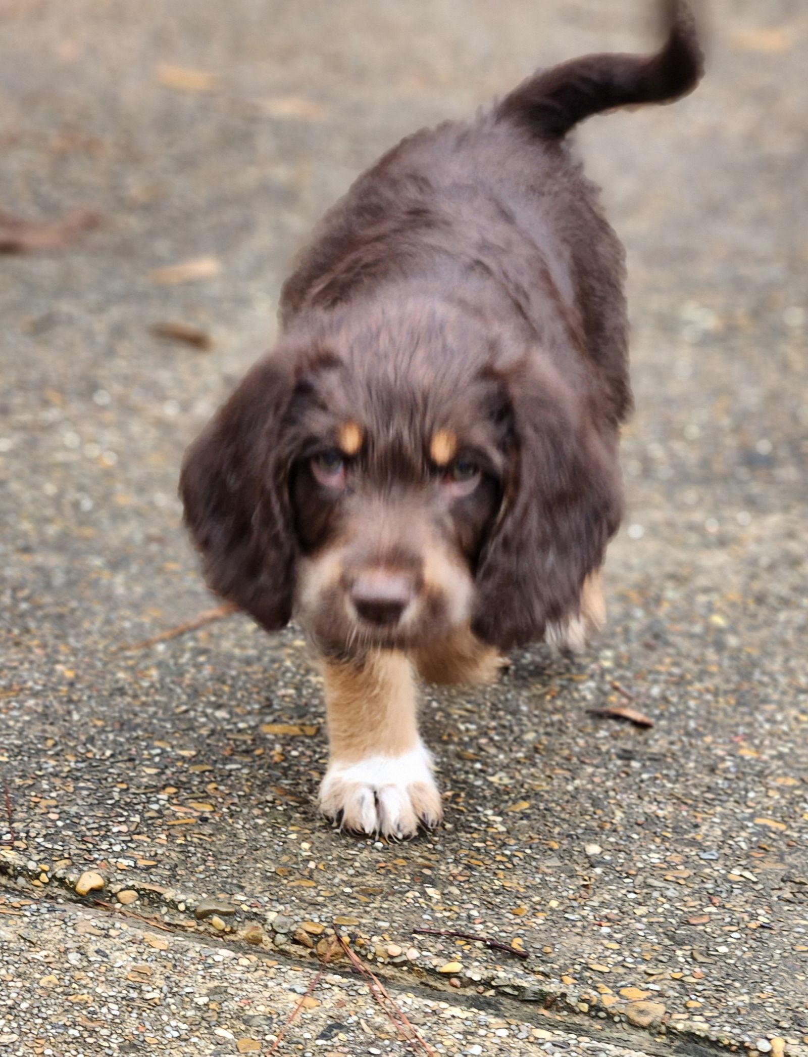 Enlarge Charlie brown, a Adopted mixed breed in Shreveport, LA image 1/3
