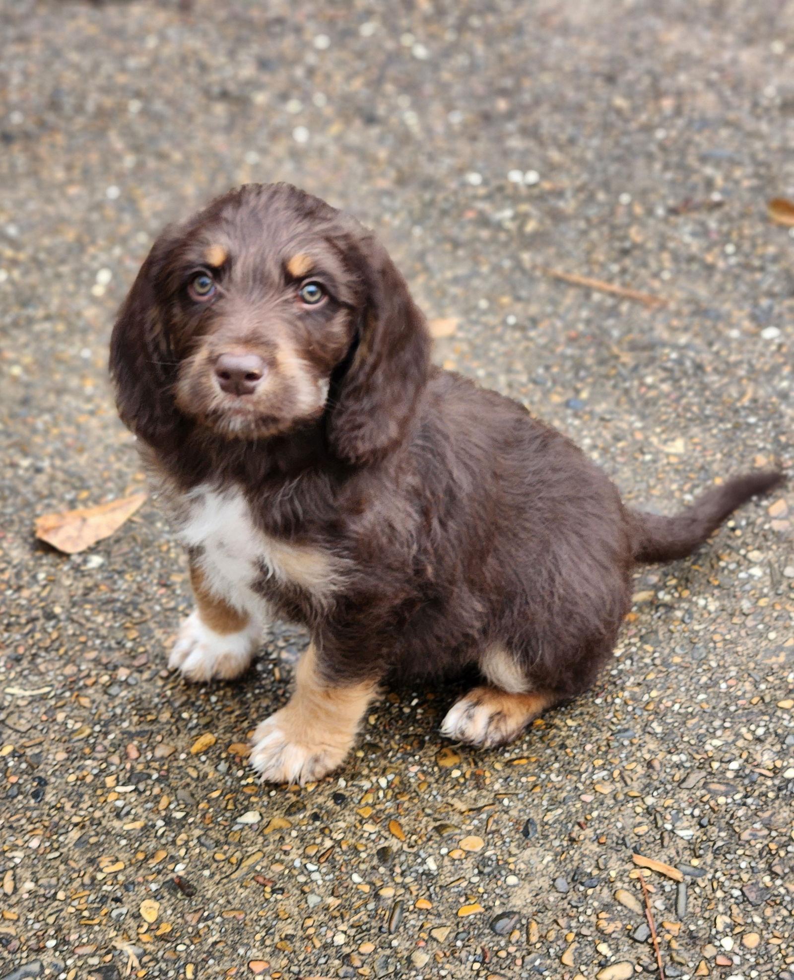 Enlarge Charlie brown, a Adopted mixed breed in Shreveport, LA image 2/3
