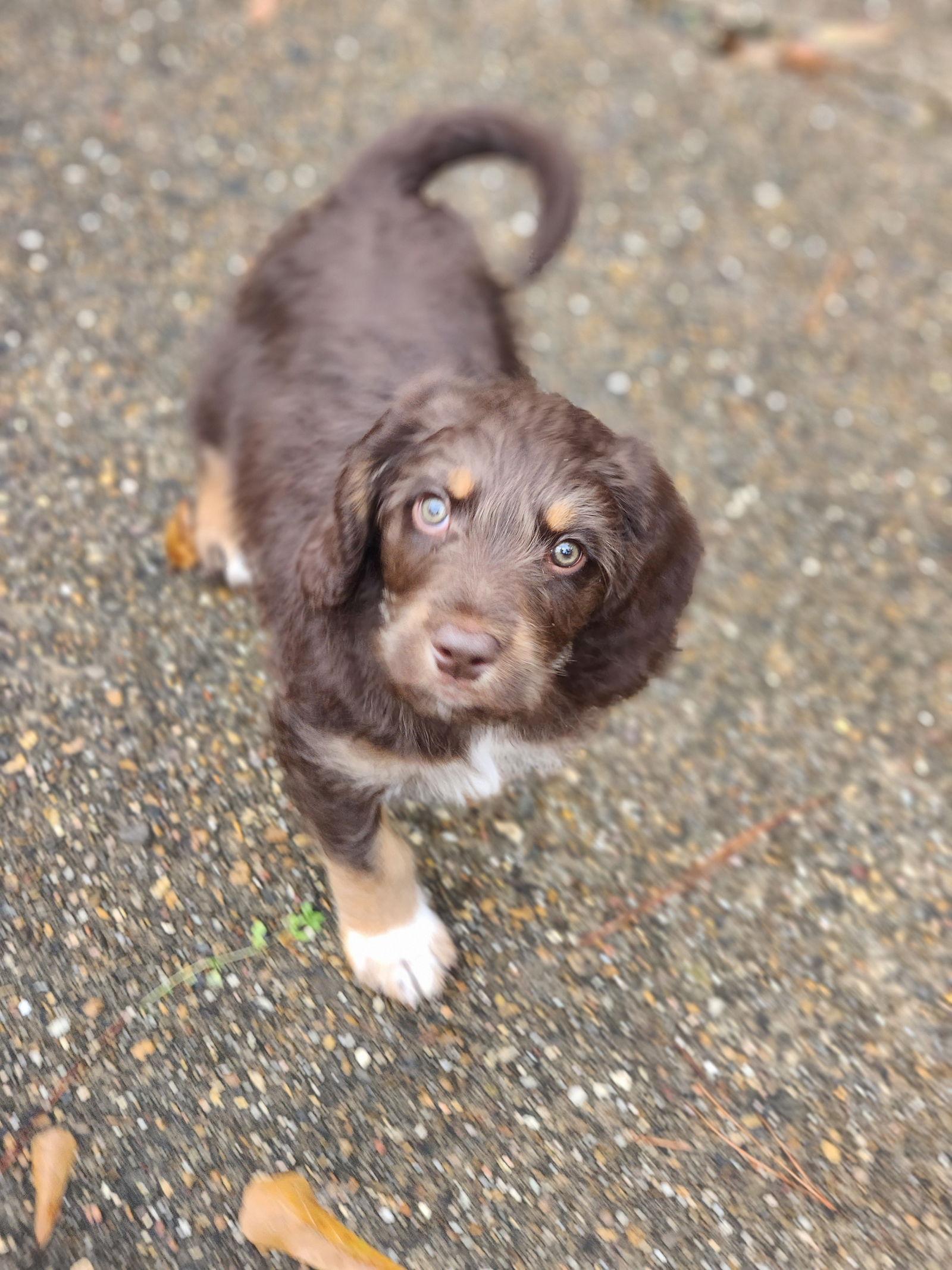 Enlarge Charlie brown, a Adopted mixed breed in Shreveport, LA image 3/3