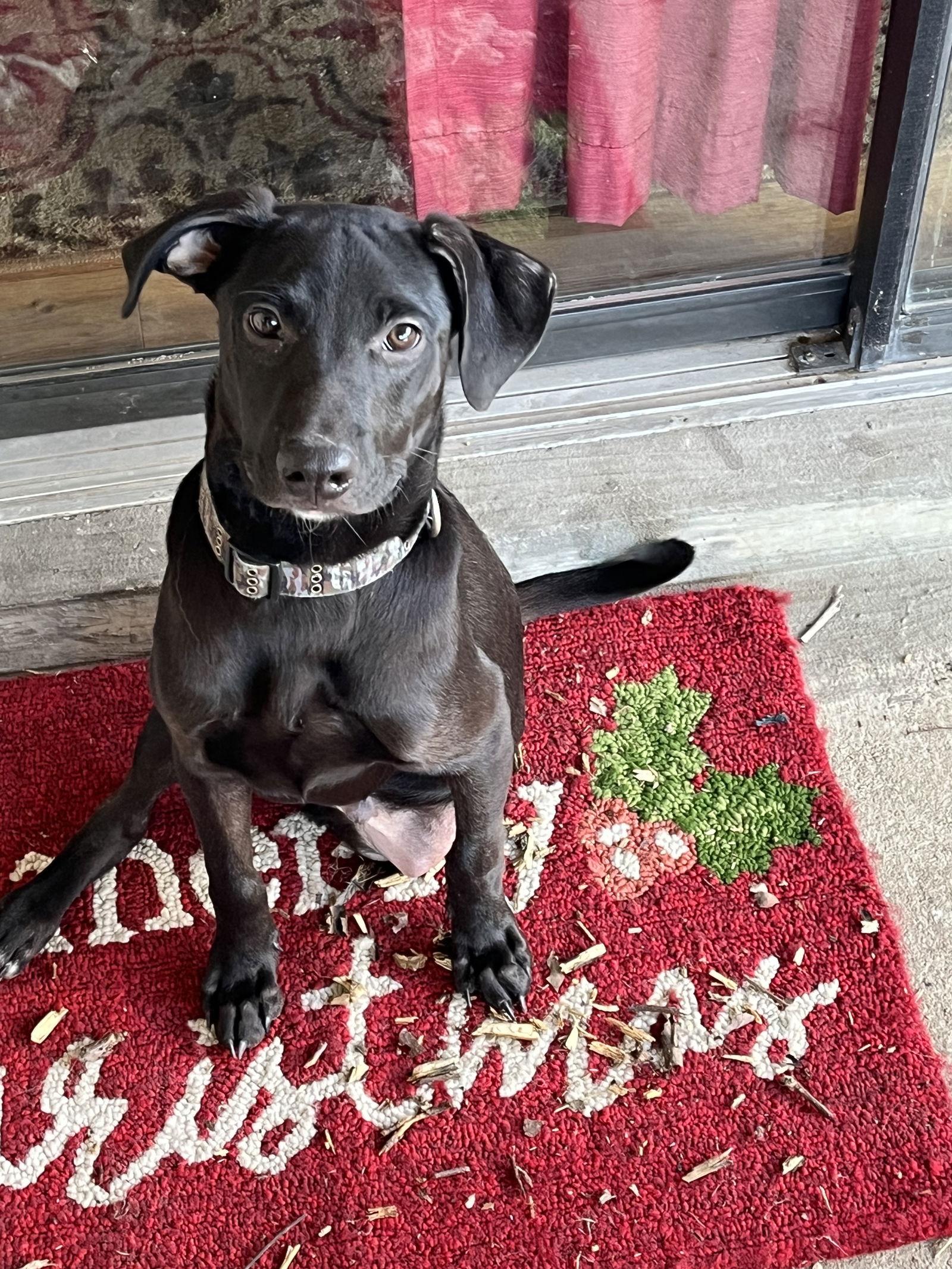 Enlarge Zadiel / ZZ Hopps, a Adoptable Labrador Retriever in Virginia Beach, VA image 1/3
