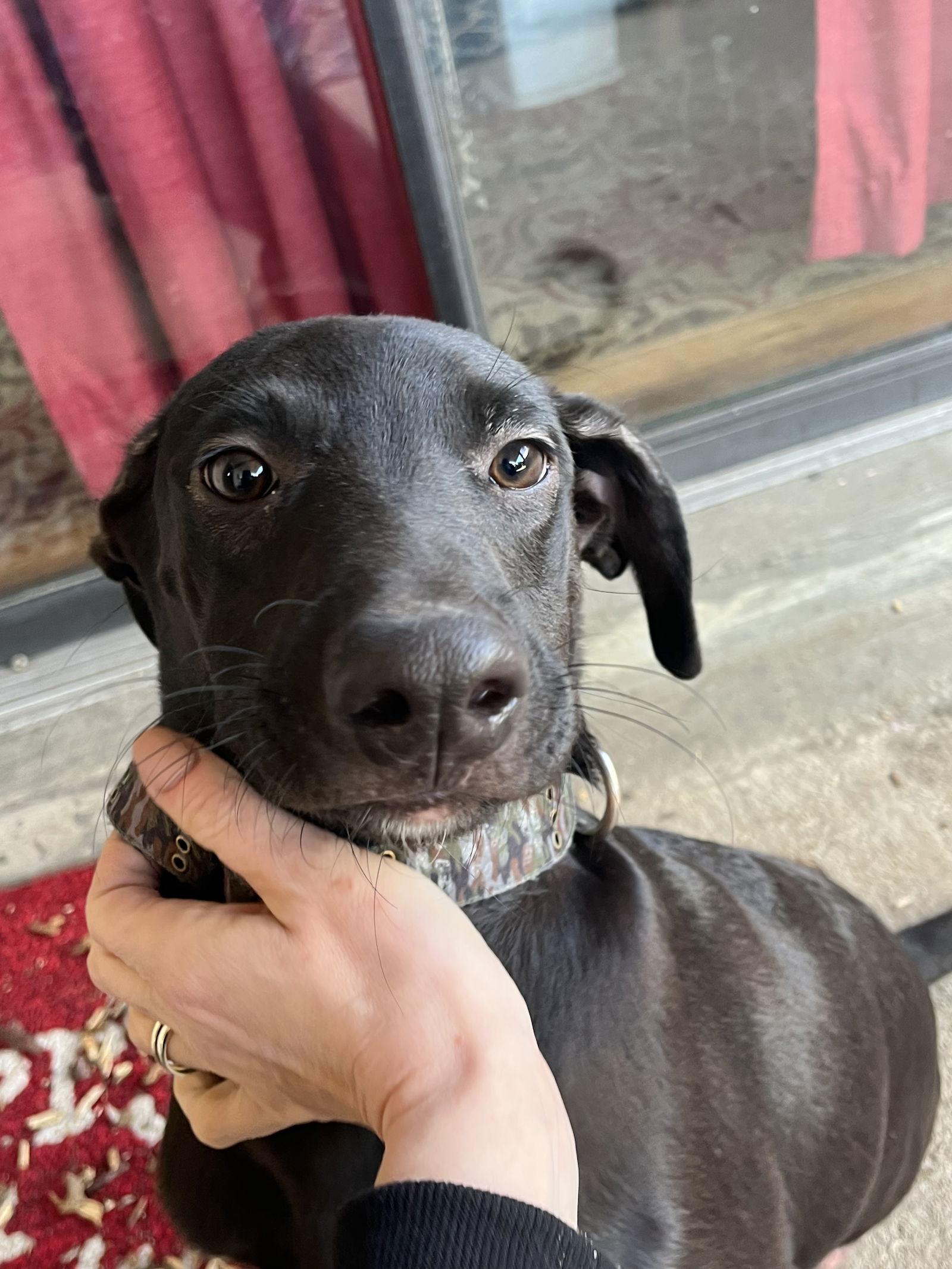 Enlarge Zadiel / ZZ Hopps, a Adoptable Labrador Retriever in Virginia Beach, VA image 2/3