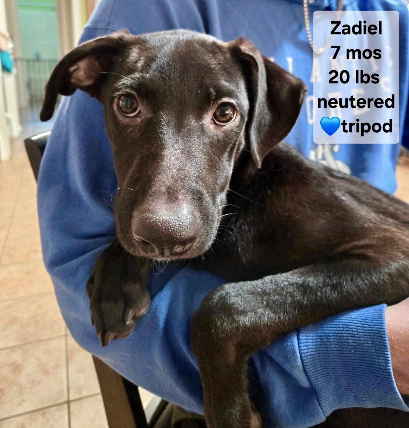 Enlarge Zadiel / ZZ Hopps, a Adoptable Labrador Retriever in Virginia Beach, VA image 3/3