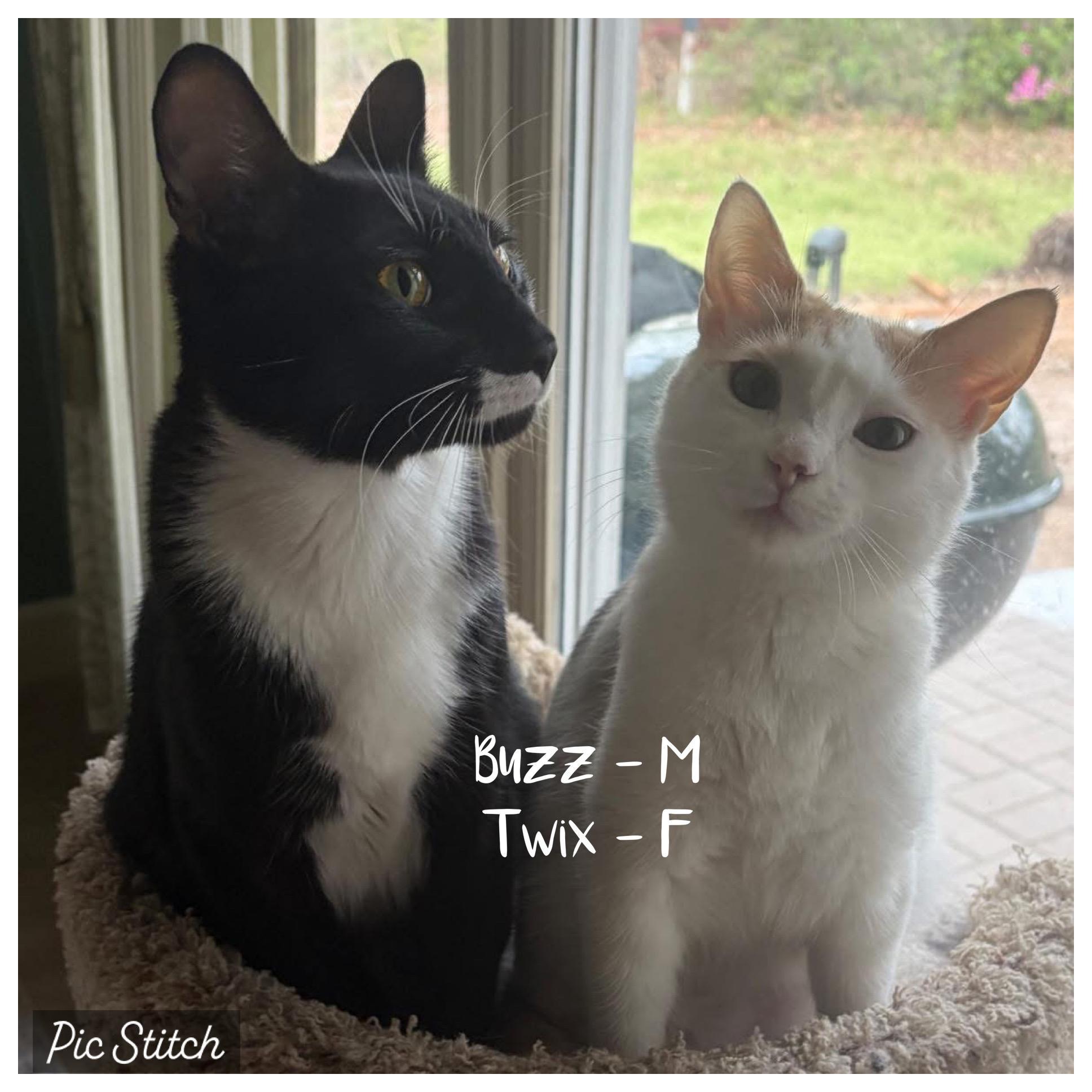 Enlarge Buzz - Bonded with Twix, a Adoptable mixed breed in Tuscaloosa, AL image 2/5