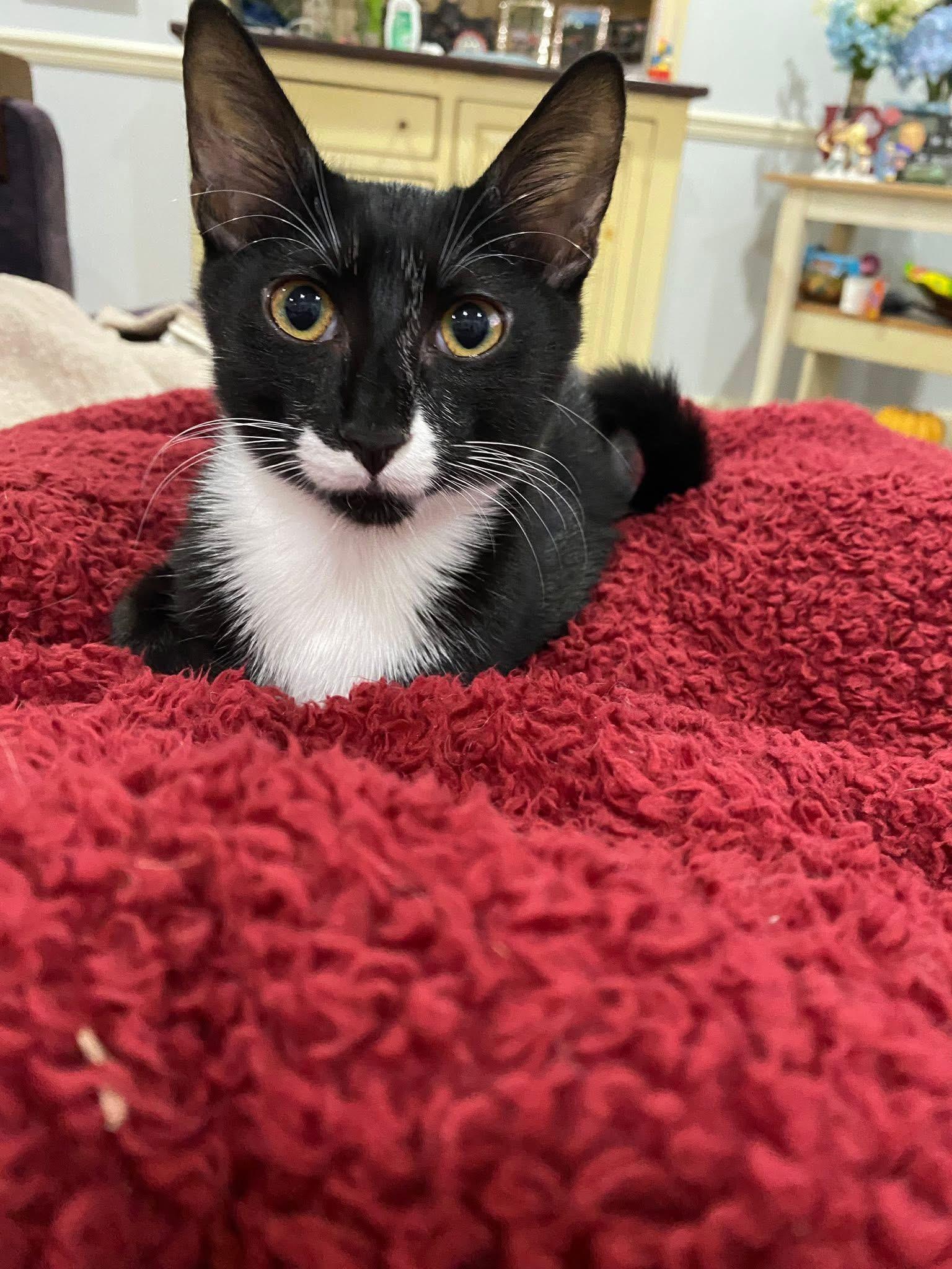Buzz - Bonded with Twix, Adoptable, Kitten Male Domestic Short Hair & Tuxedo.