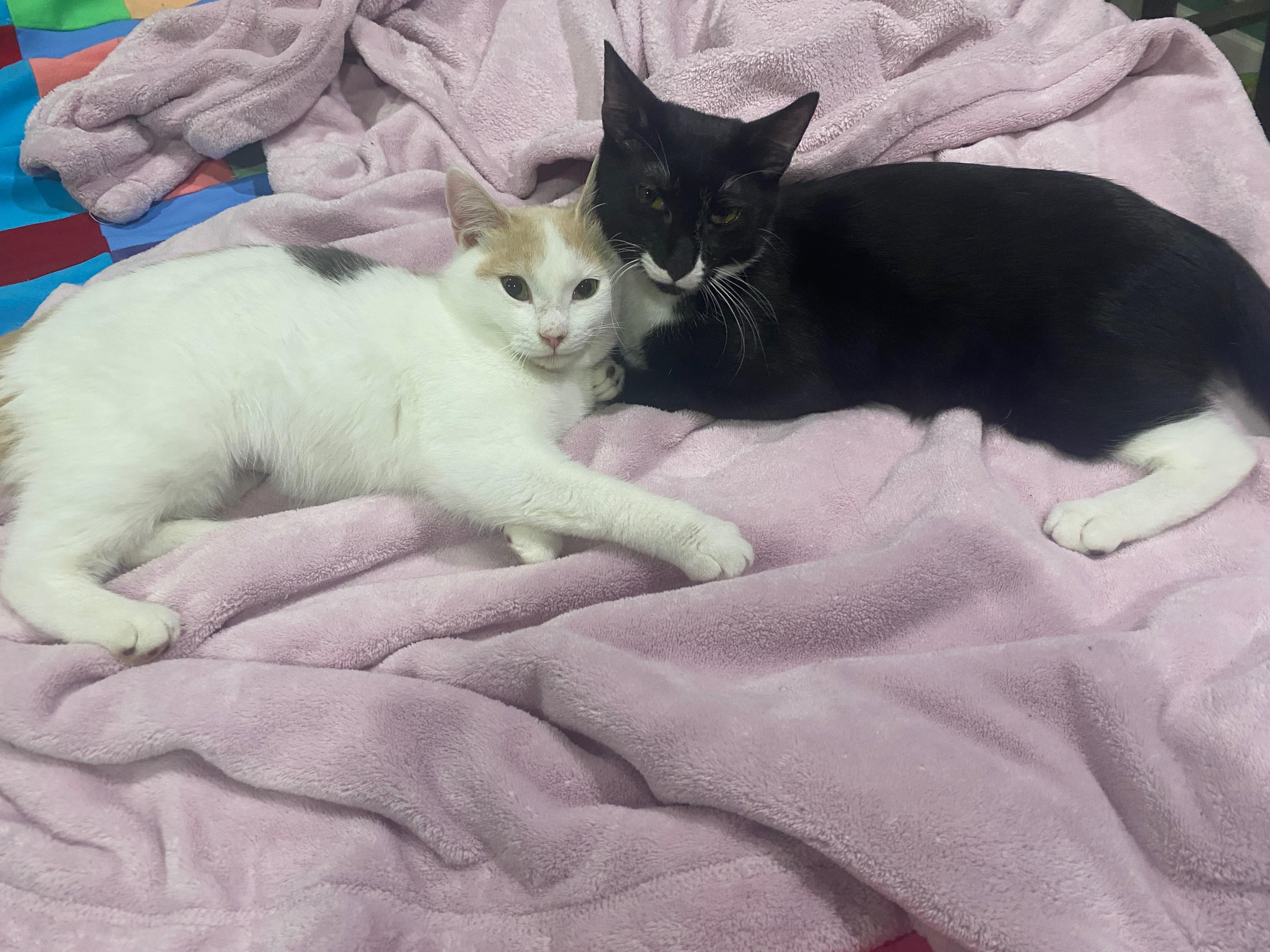 Enlarge Buzz - Bonded with Twix, a Adoptable mixed breed in Tuscaloosa, AL image 3/5