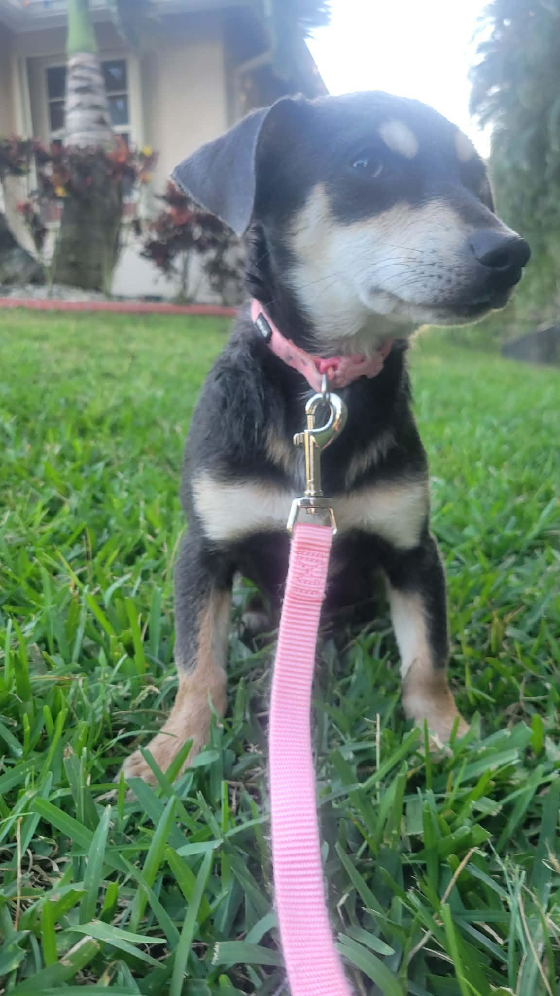 Enlarge Sage, an adoptable mixed breed in Loxahatchee, FL image 2/2