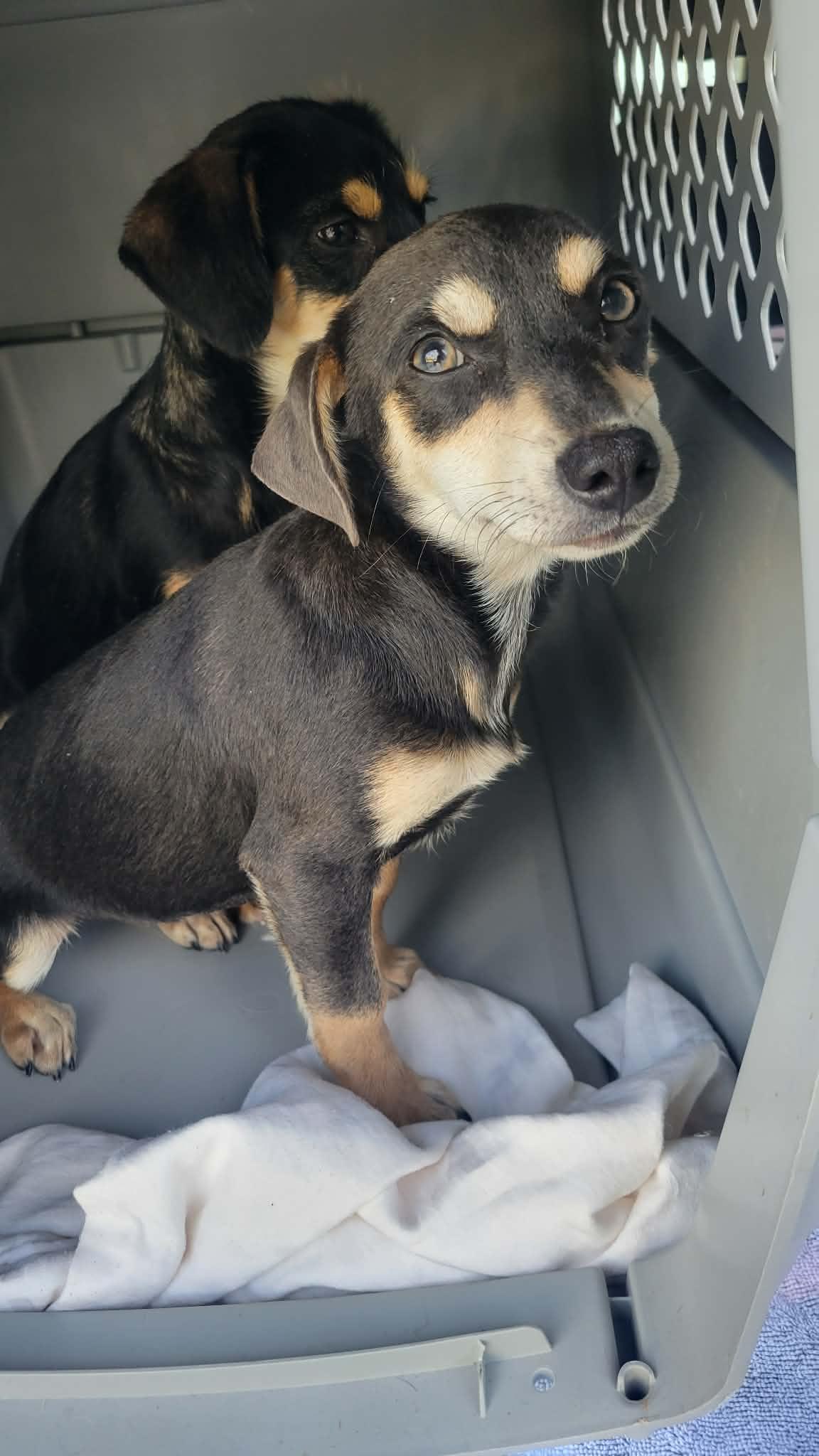 Sage, adoptable, Puppy Female Chiweenie & Tibetan Terrier.