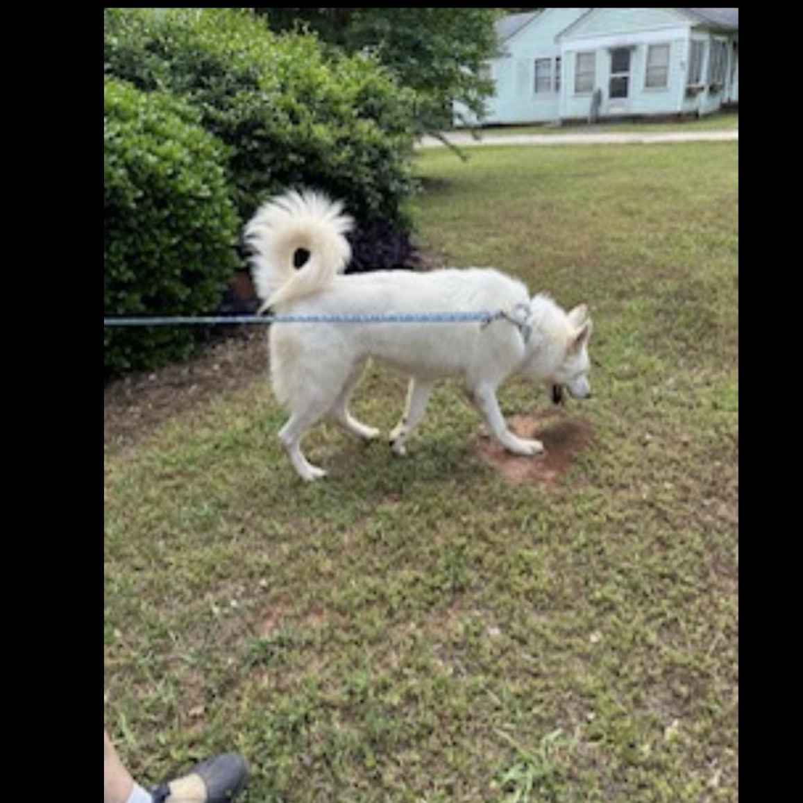 Enlarge Ghost, a ADOPTABLE mixed breed in CUMMING, GA image 2/4
