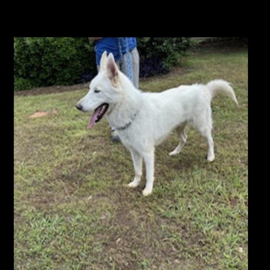 Enlarge Ghost, a ADOPTABLE mixed breed in CUMMING, GA image 3/4