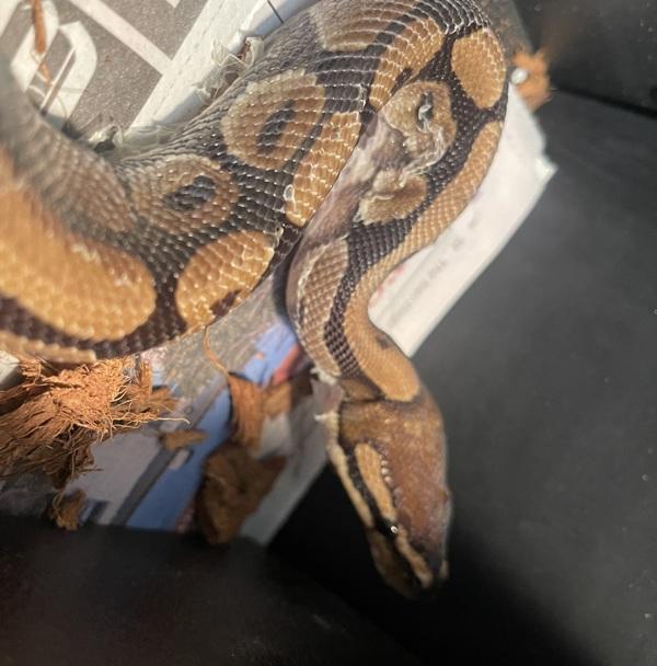 Noodle, Adoptable, Adult Male Ball Python.