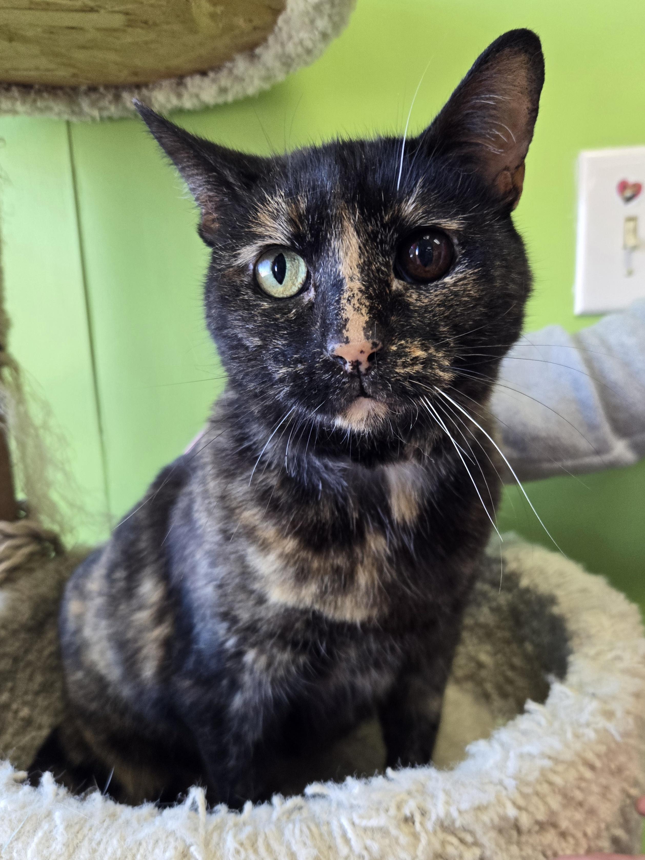 Enlarge Gees, a Adoptable Domestic Short Hair in Richmond, KY image 3/6