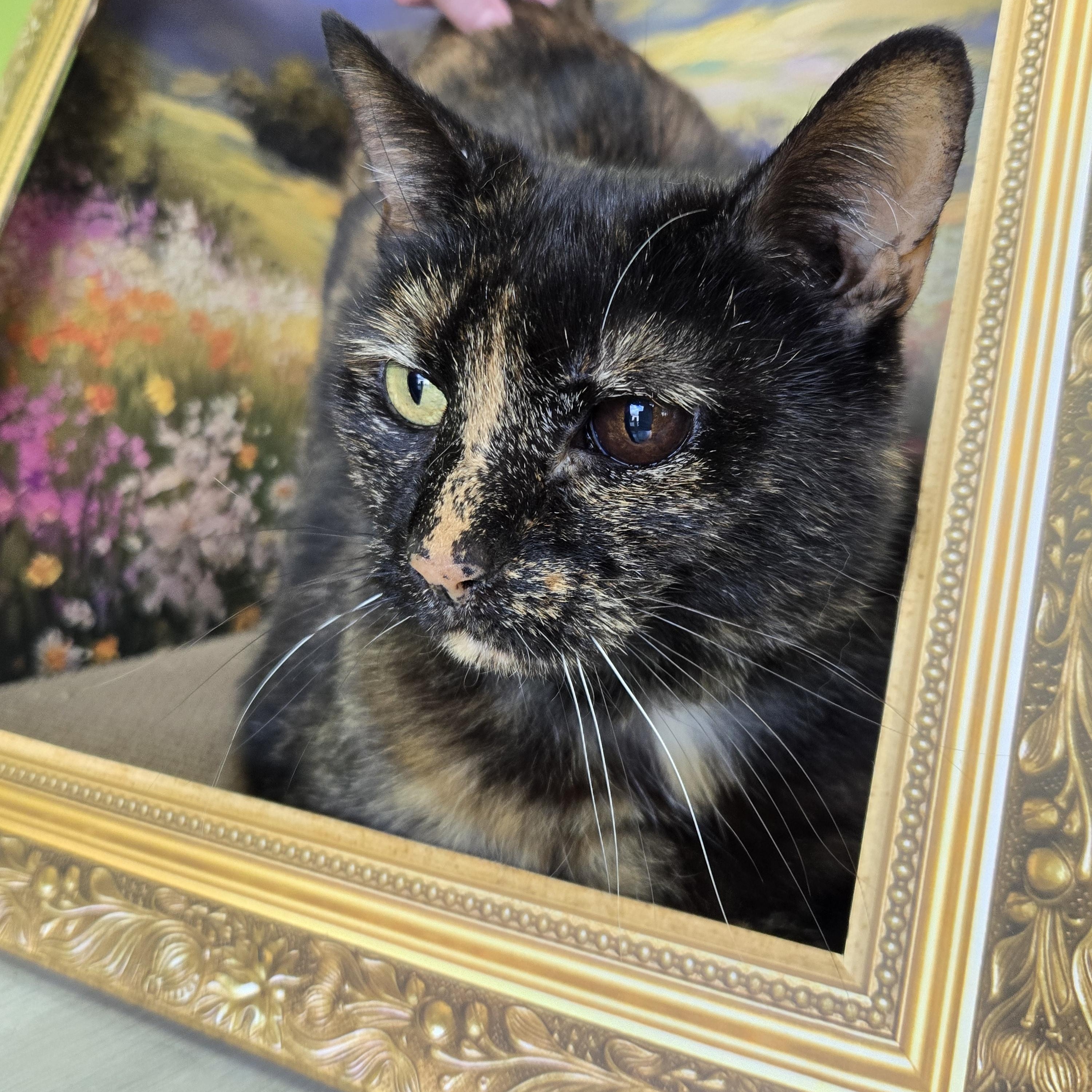 Gees, Adoptable, Adult Female Domestic Short Hair.