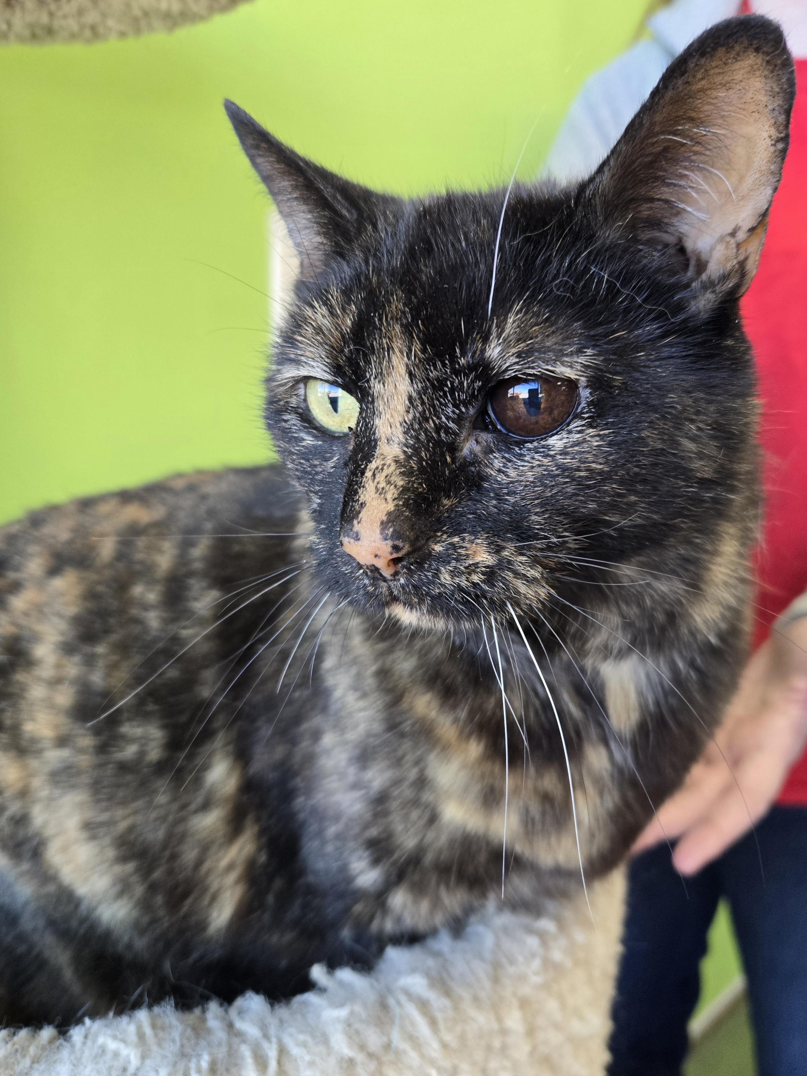 Enlarge Gees, a Adoptable Domestic Short Hair in Richmond, KY image 2/6