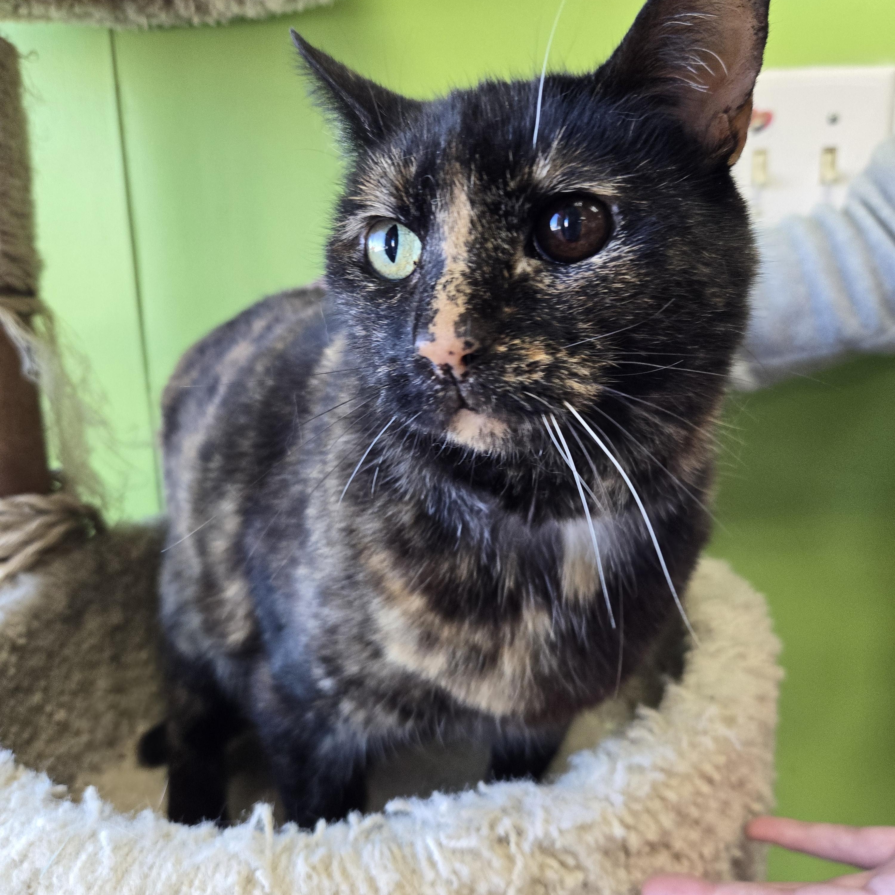 Enlarge Gees, a Adoptable Domestic Short Hair in Richmond, KY image 4/6