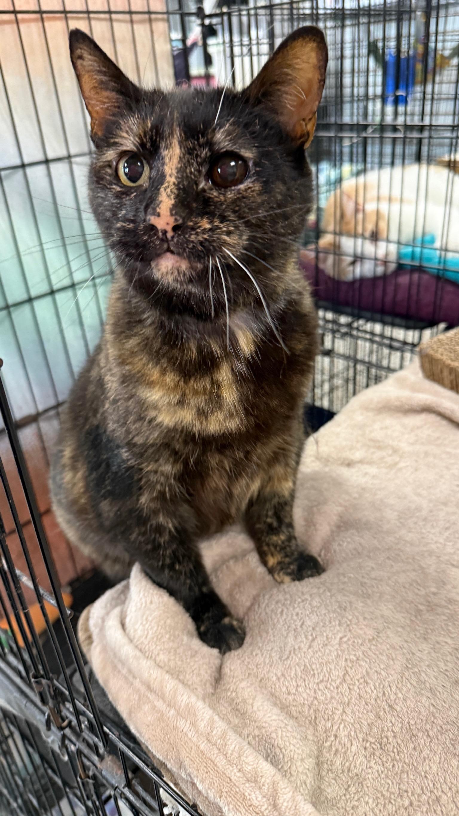 Enlarge Gees, a Adoptable Domestic Short Hair in Richmond, KY image 5/6