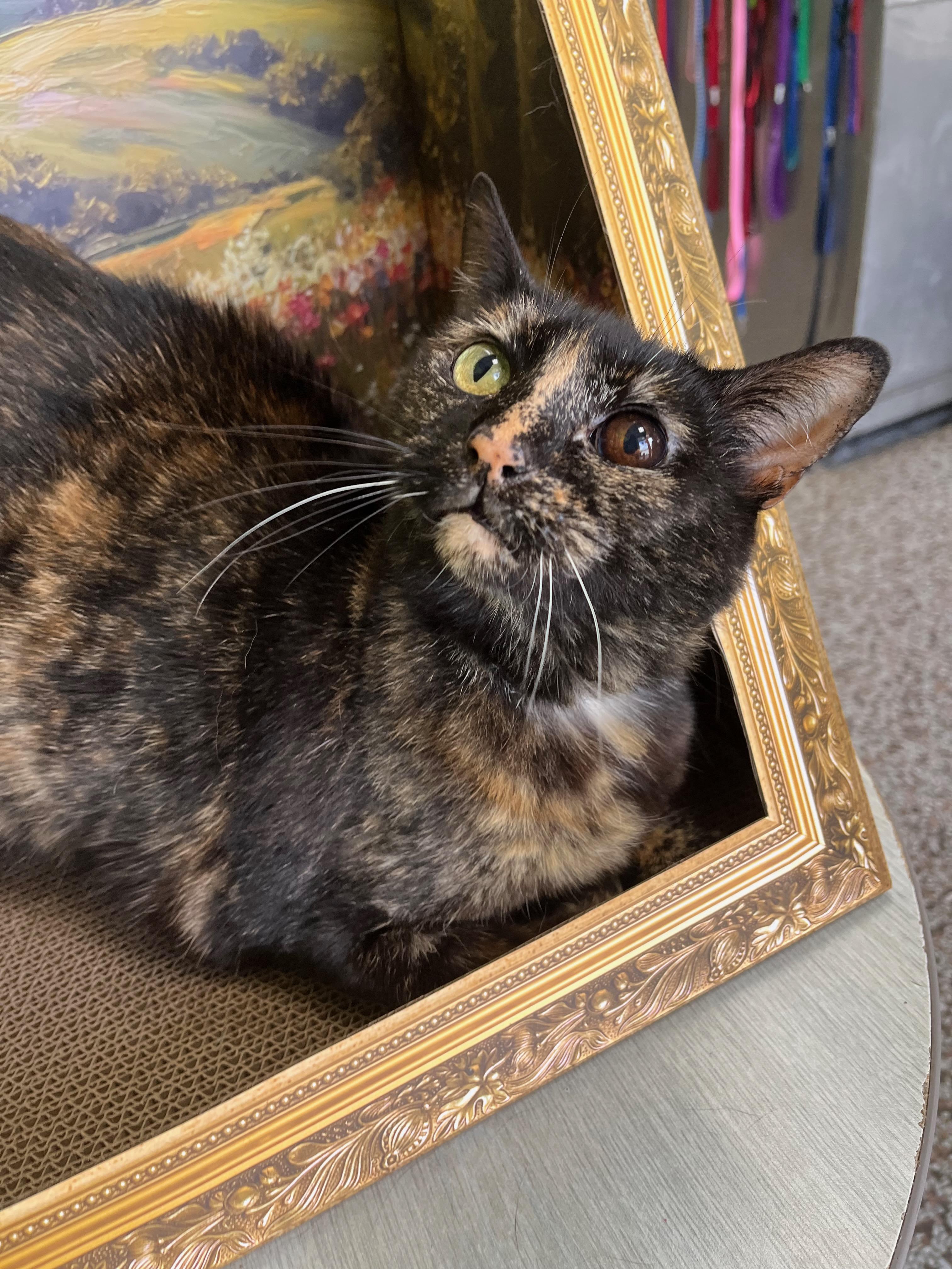 Enlarge Gees, a Adoptable Domestic Short Hair in Richmond, KY image 6/6