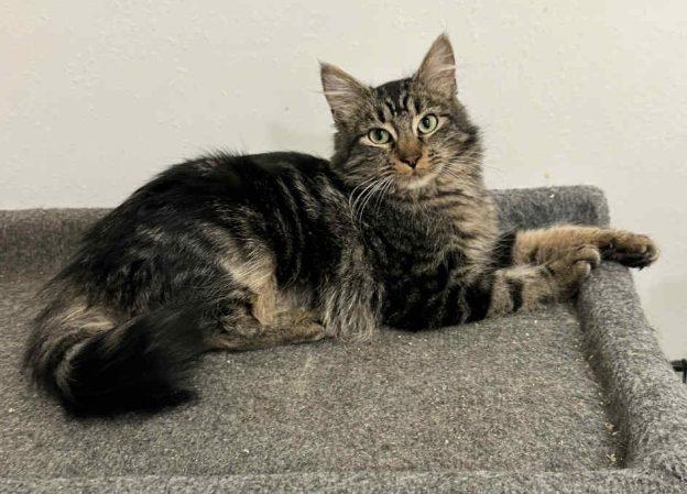 Enlarge Celia, a ADOPTABLE Domestic Long Hair in Kenai, AK image 1/1