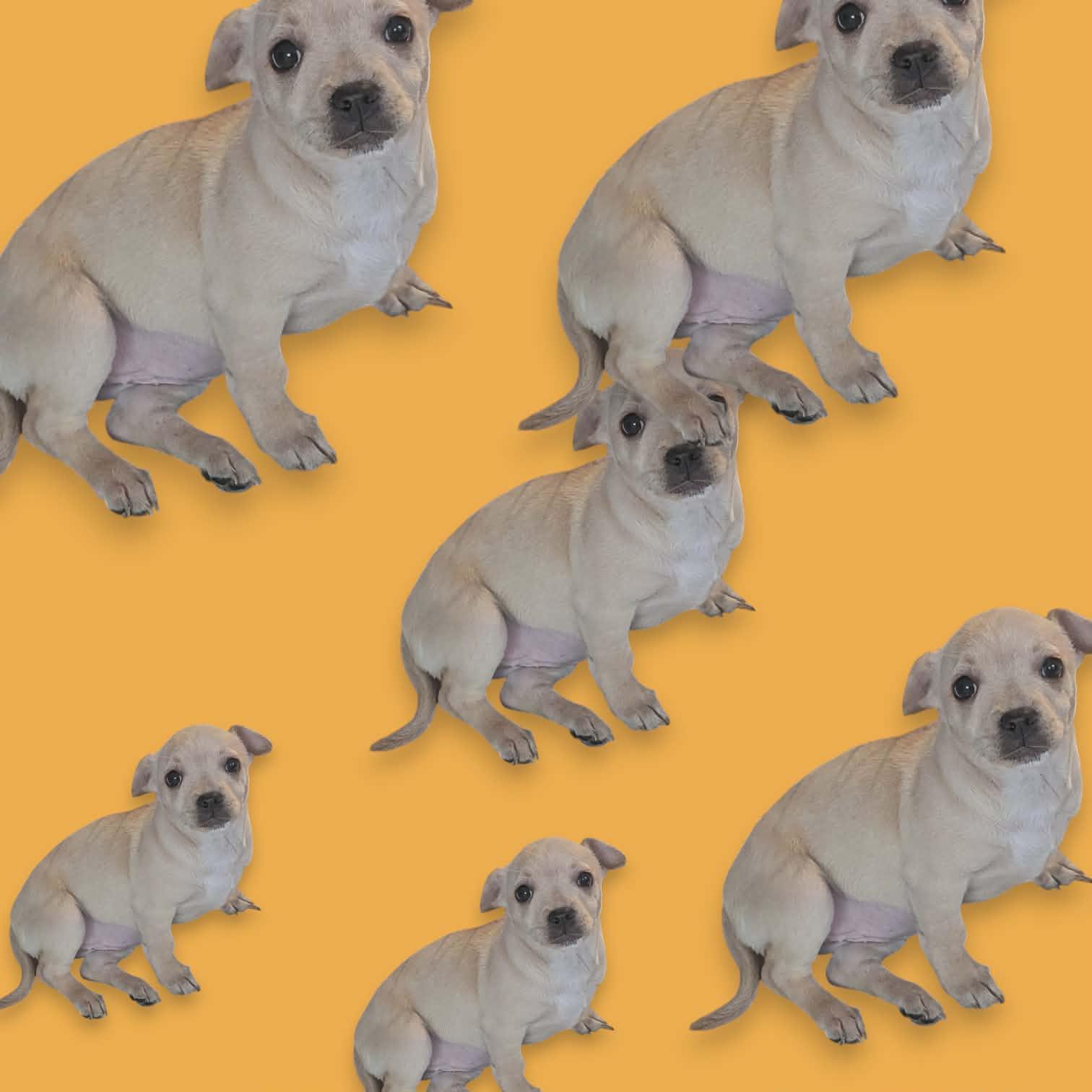 Orphan Annie , adopted, Puppy Female Chihuahua.