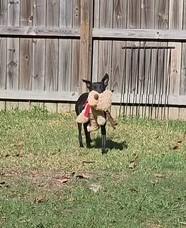 Enlarge Rasmus, a Adoptable Feist in Valley Cottage, NY image 2/4