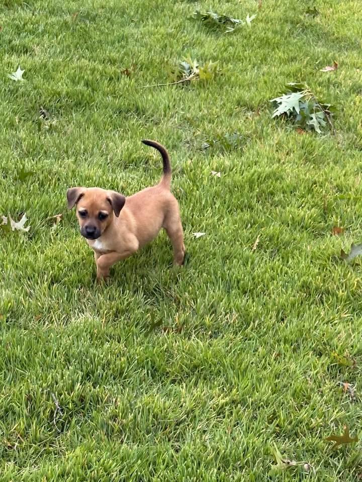 Butterscotch, Adopted, Puppy Female Terrier.