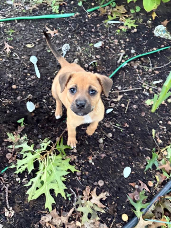 Enlarge Butterscotch, a Adopted Terrier in Berlin, NJ image 2/3