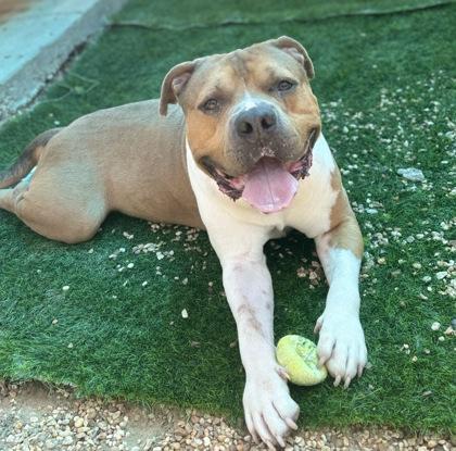 Bighead (Underdog), Adoptable, Adult Male Pit Bull Terrier & Mixed Breed.