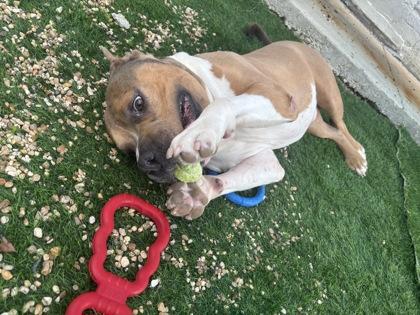 Enlarge Bighead (Underdog), a Adoptable mixed breed in New Orleans, LA image 2/3