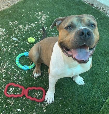 Enlarge Bighead (Underdog), a Adoptable mixed breed in New Orleans, LA image 3/3