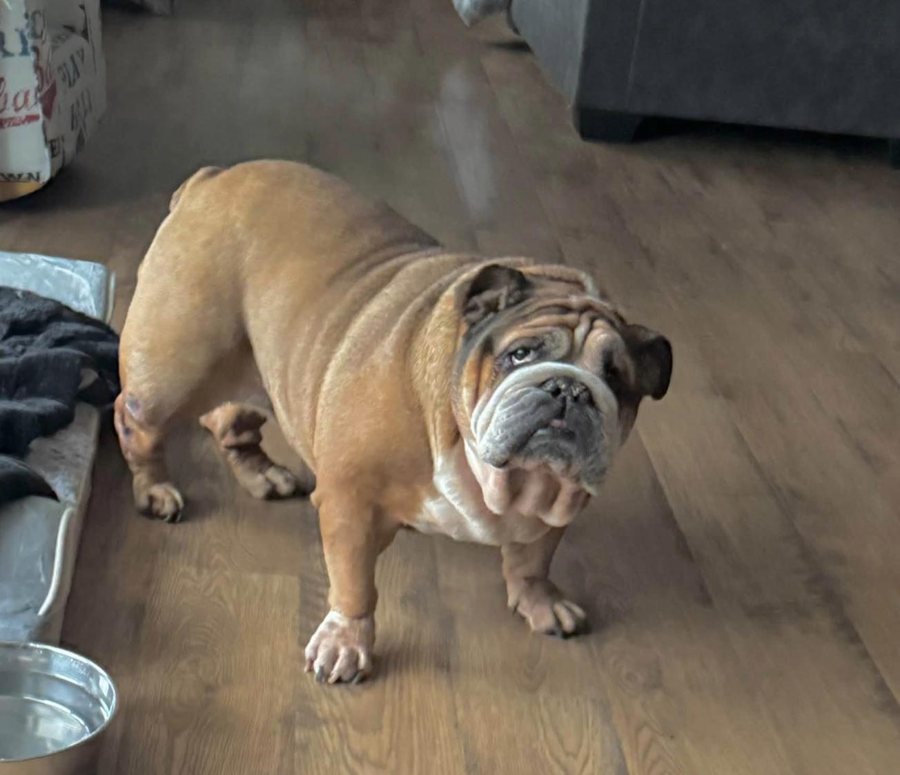Nyla, ADOPTABLE, Adult Female English Bulldog.