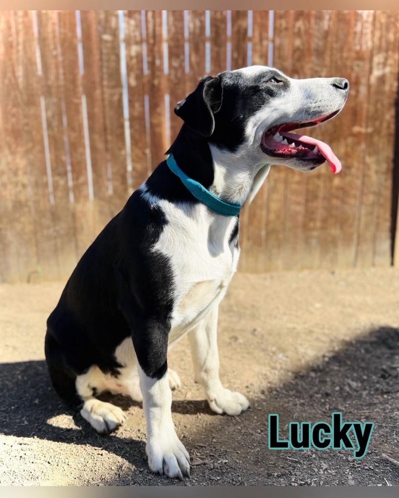 Milo (Lucky), Adoptable, Young Male Labrador Retriever.