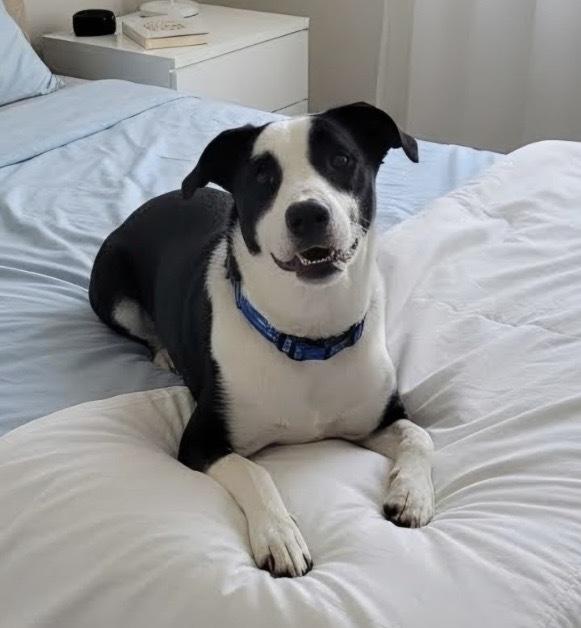 Milo (Lucky), a Adoptable mixed breed in Tulsa, OK image 2/2