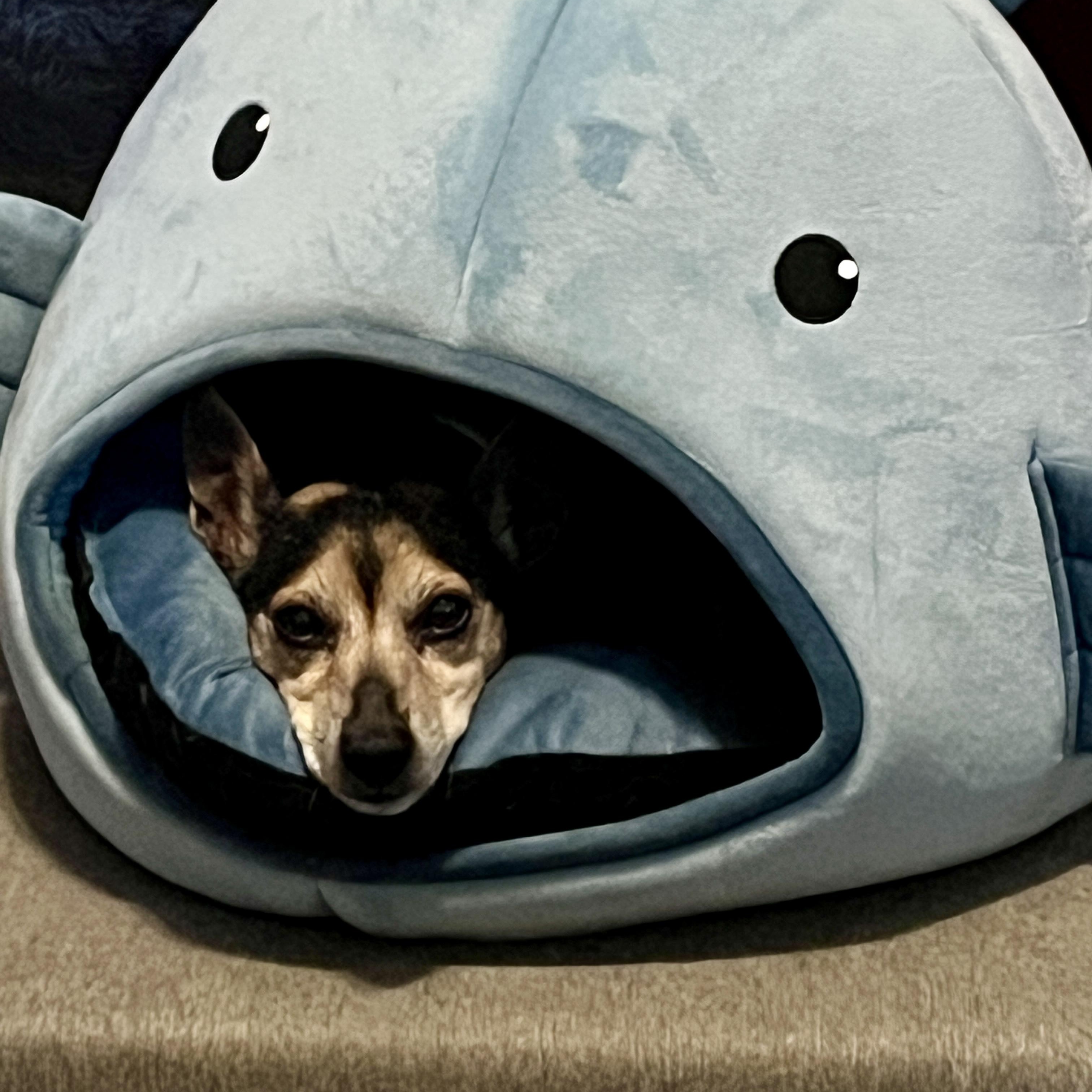 Enlarge Emma, a Adoptable mixed breed in High View, WV image 4/5