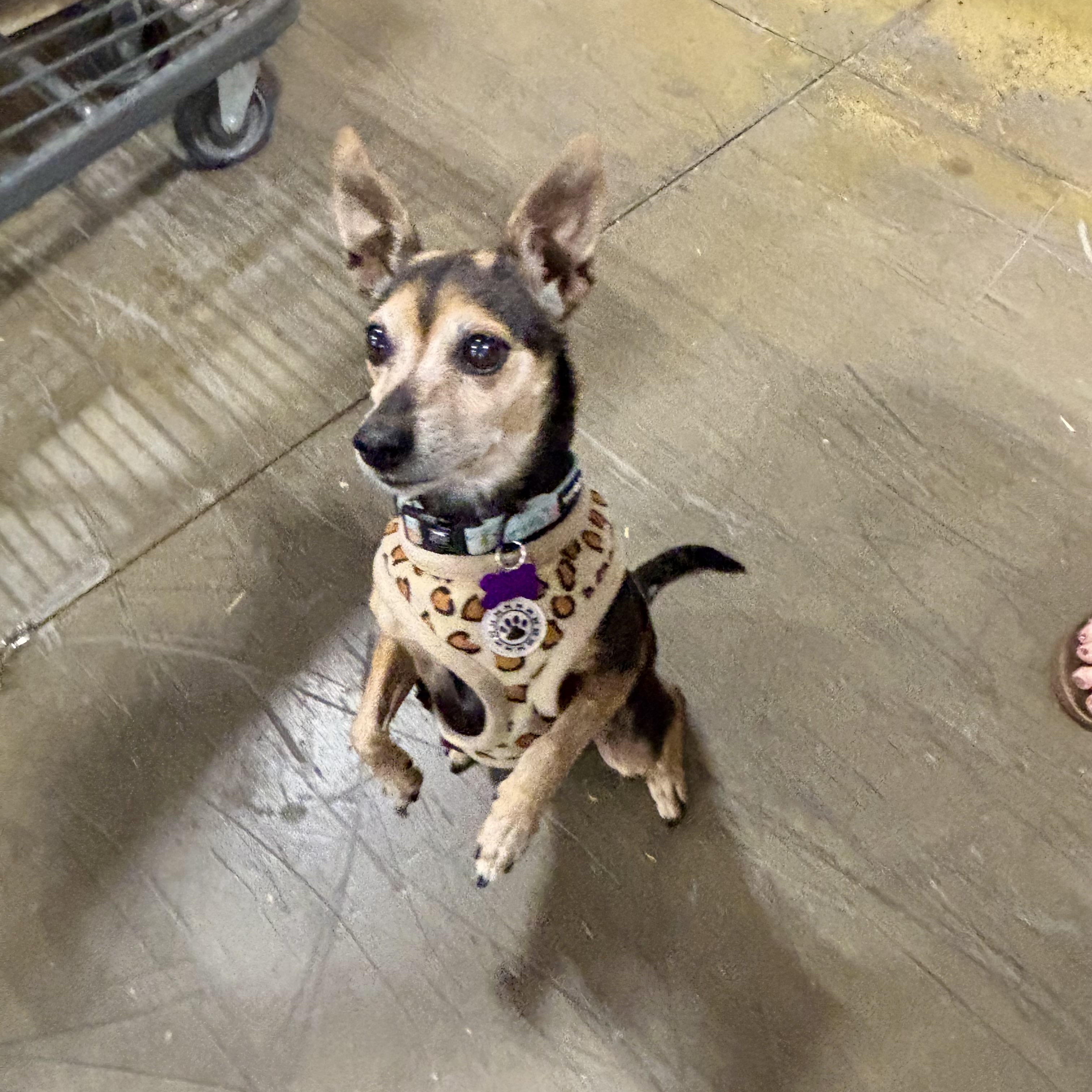 Enlarge Emma, a Adoptable mixed breed in High View, WV image 2/5