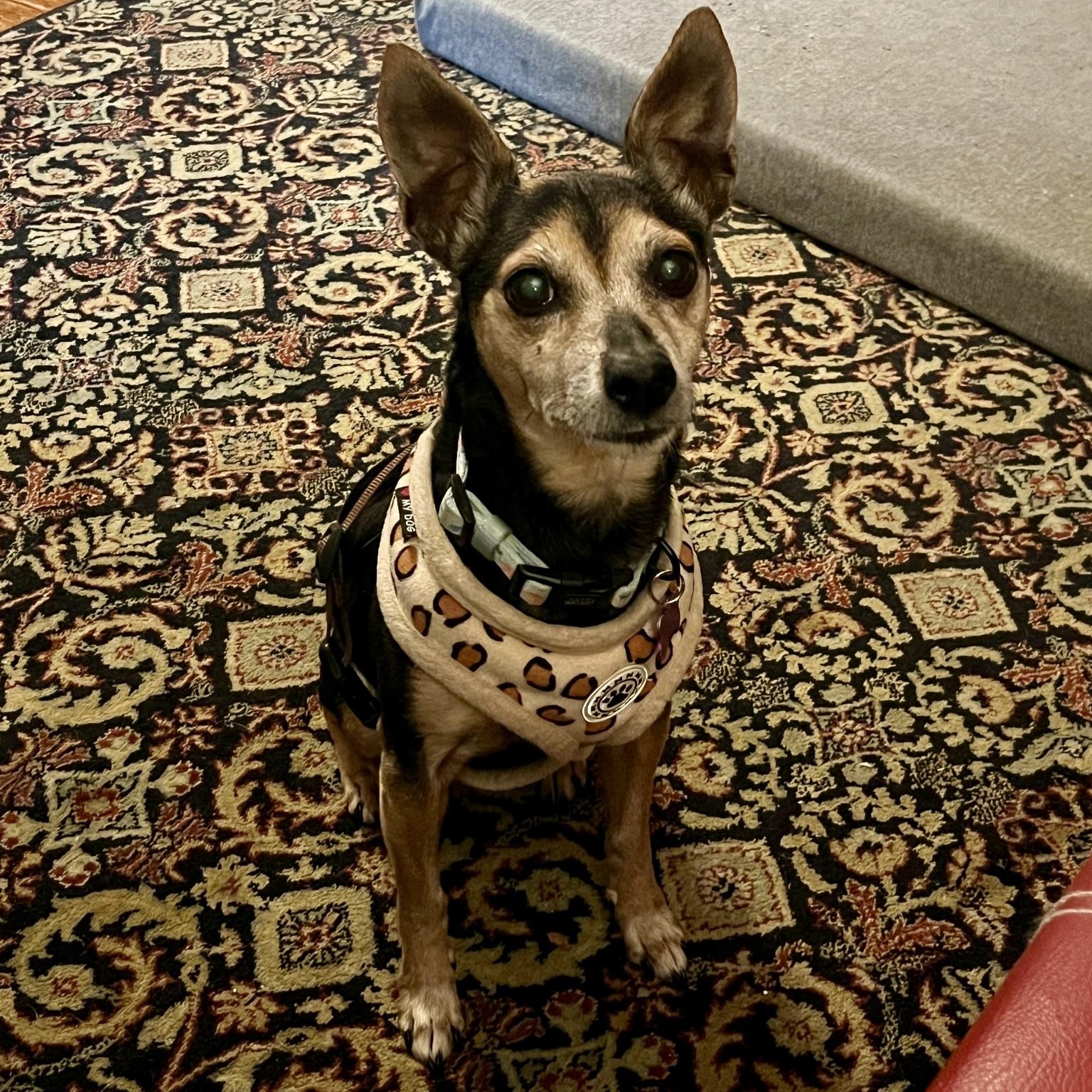 Enlarge Emma, a Adoptable mixed breed in High View, WV image 3/5