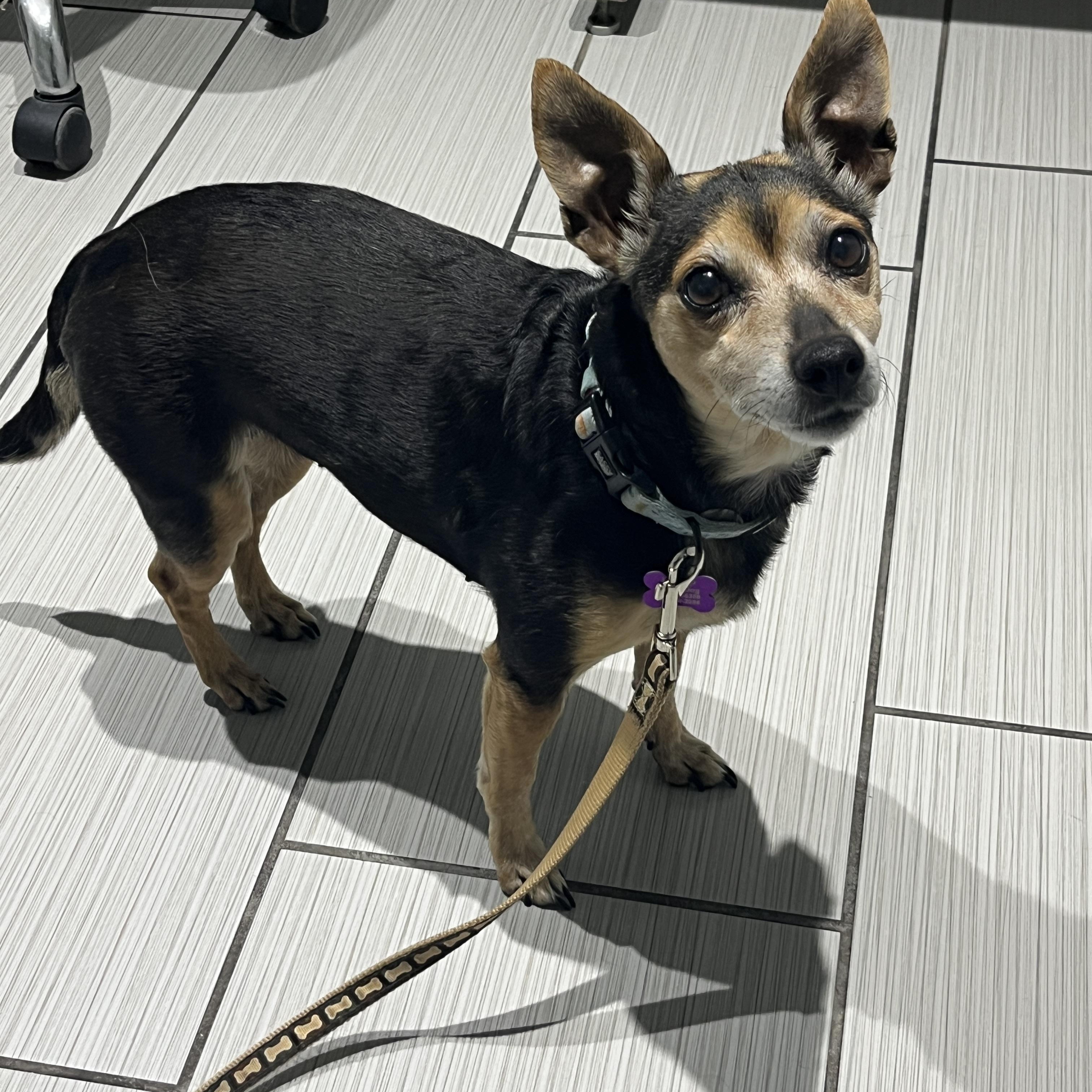 Enlarge Emma, a Adoptable mixed breed in High View, WV image 1/5