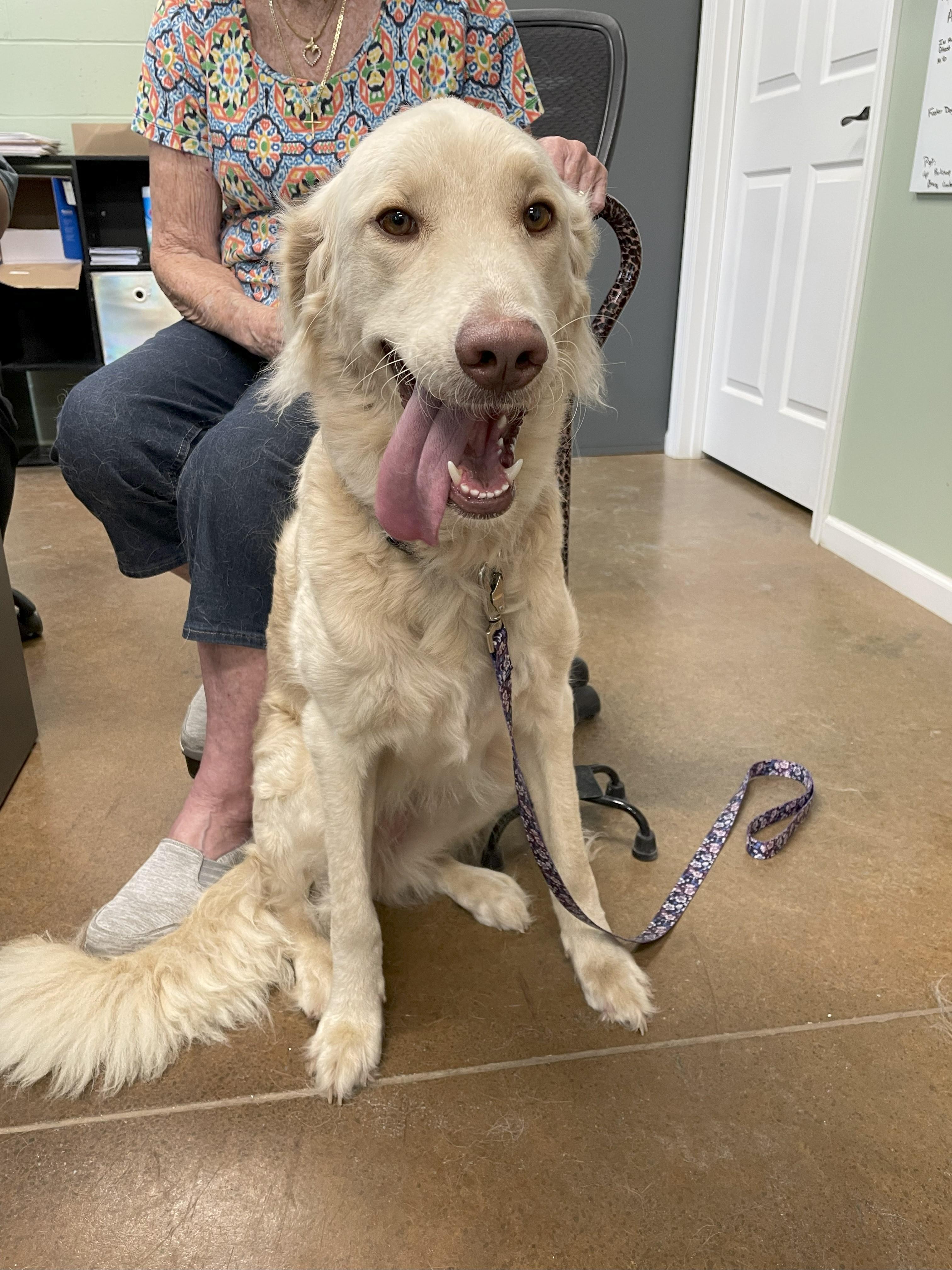 AJ, an adoptable Goldendoodle, Labrador Retriever in Boonville, MO, 65233 | Photo Image 1