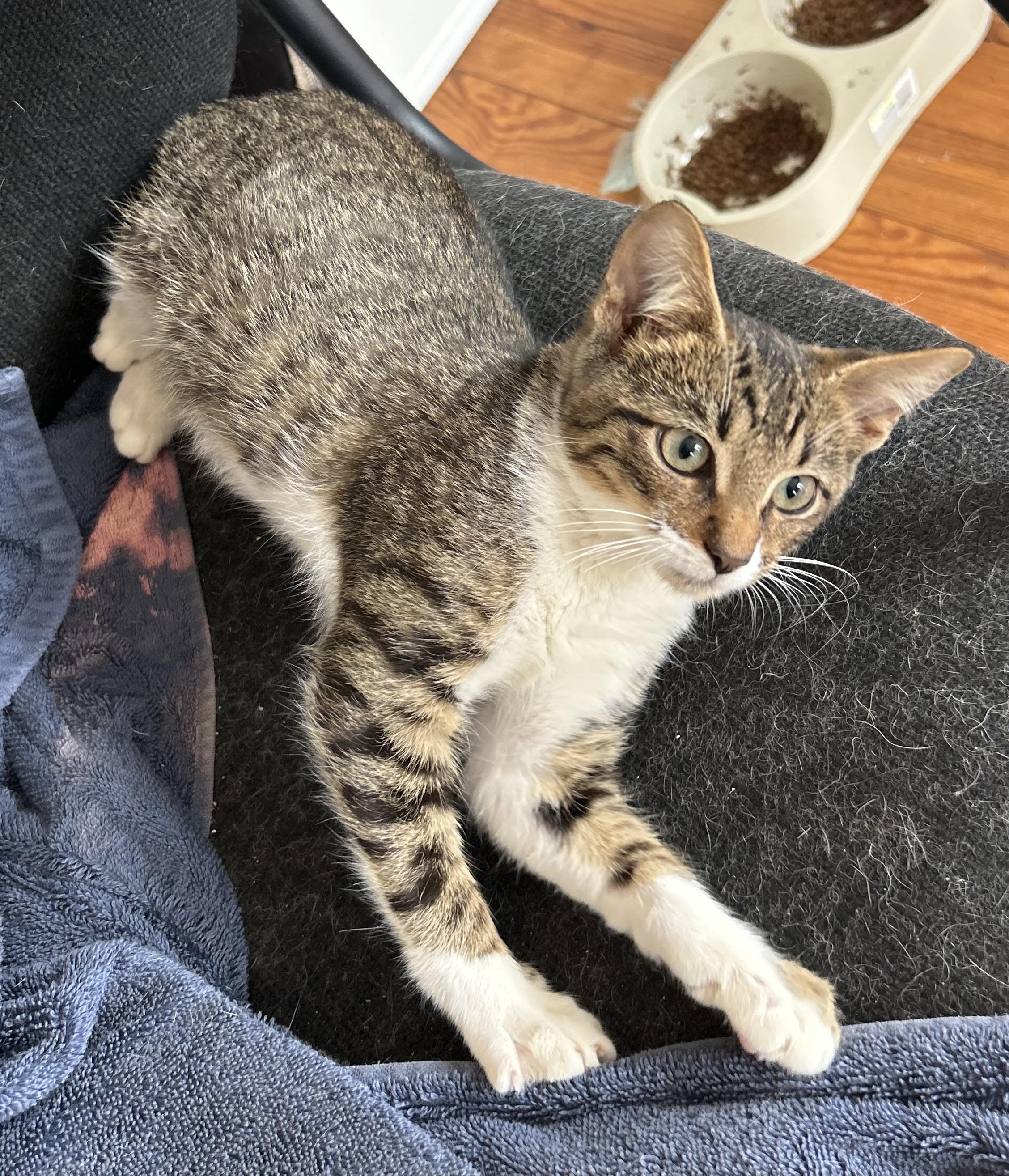 Liam, a Adoptable Tabby in Bridgeton, NC image 4/6