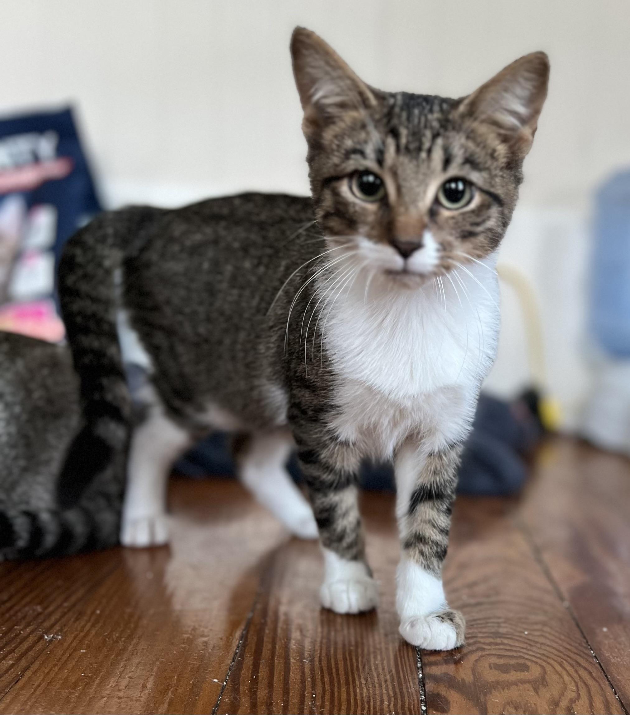 Liam, a Adoptable Tabby in Bridgeton, NC image 5/6