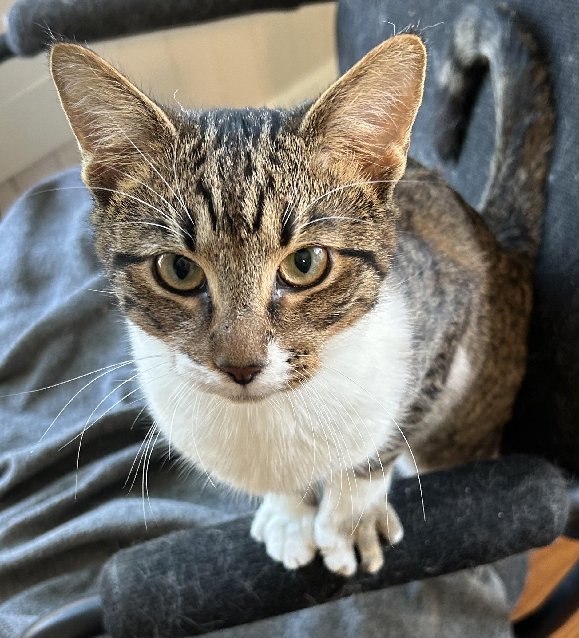 Liam, a Adoptable Tabby in Bridgeton, NC image 2/6